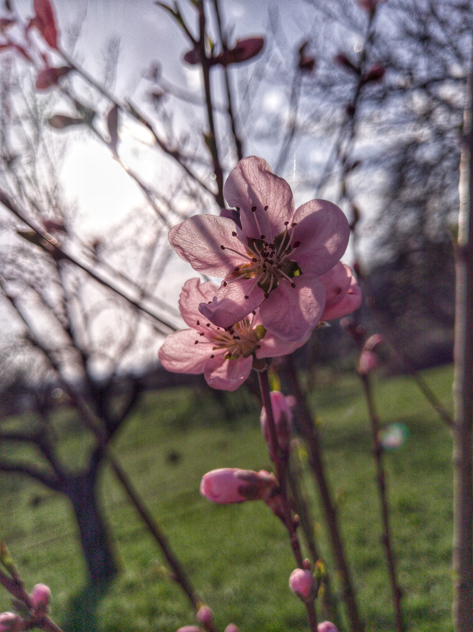 HTC U ULTRA sample photo. Flower of peach tree photography
