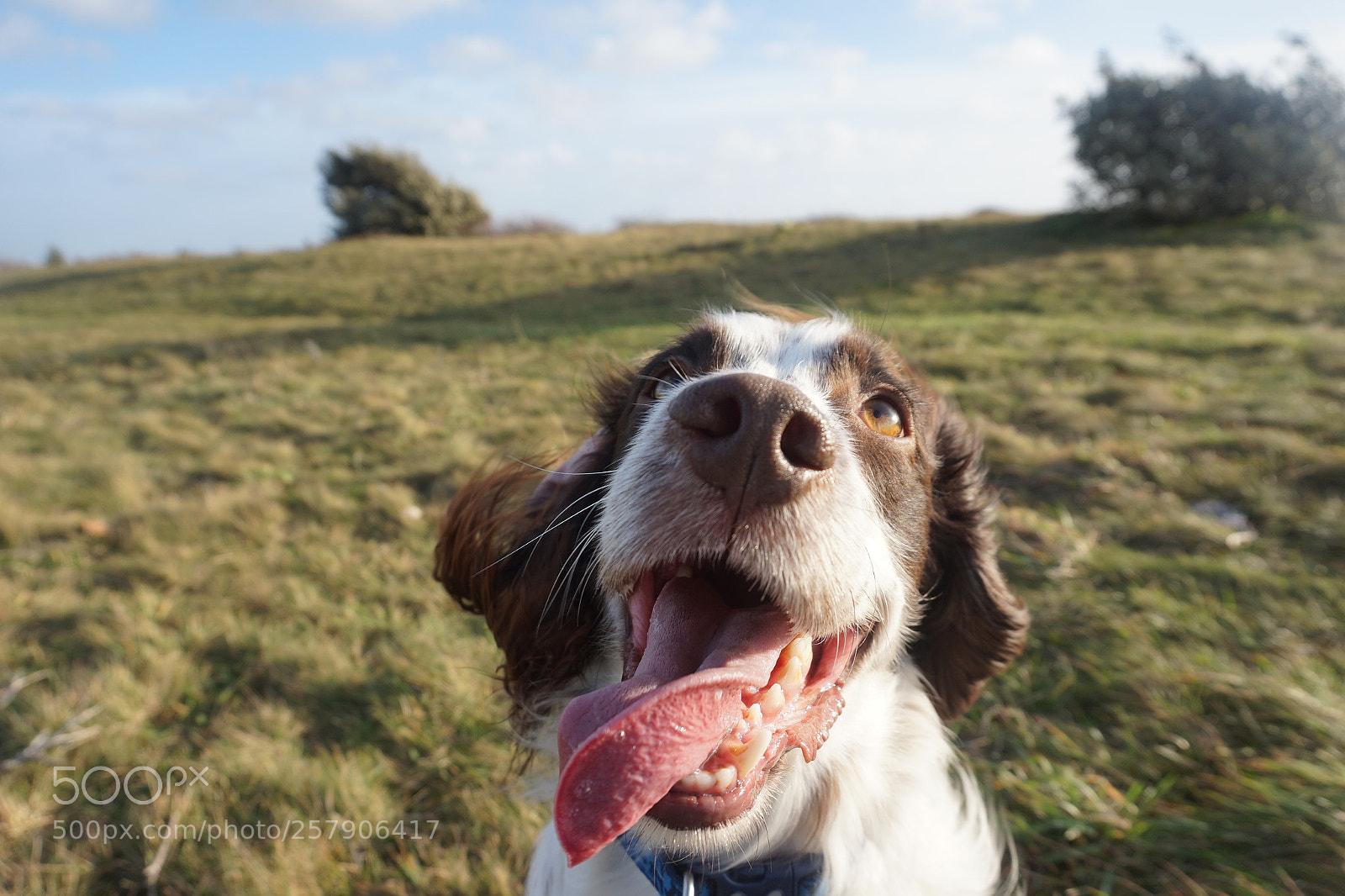 Sony Alpha a5000 (ILCE 5000) sample photo. Happy spaniel photography