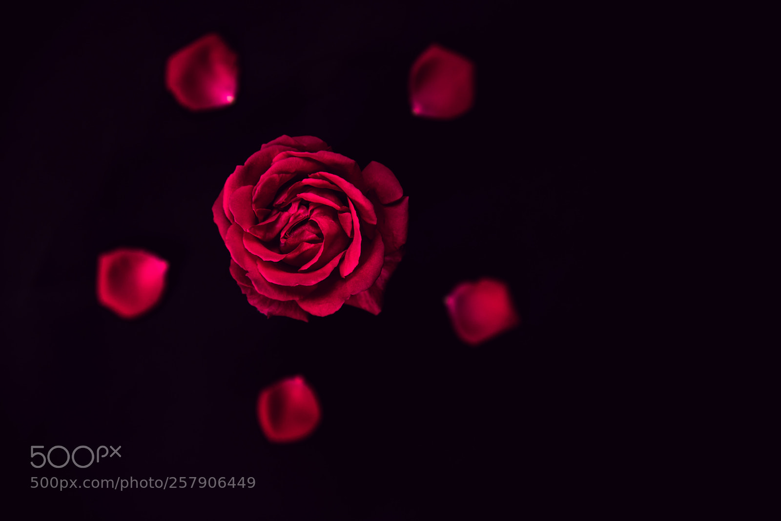 Nikon D750 sample photo. Rose photography