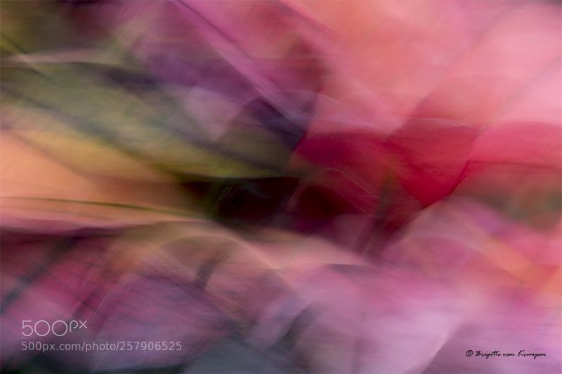 Canon EOS 60D sample photo. Abstract pur sang photography