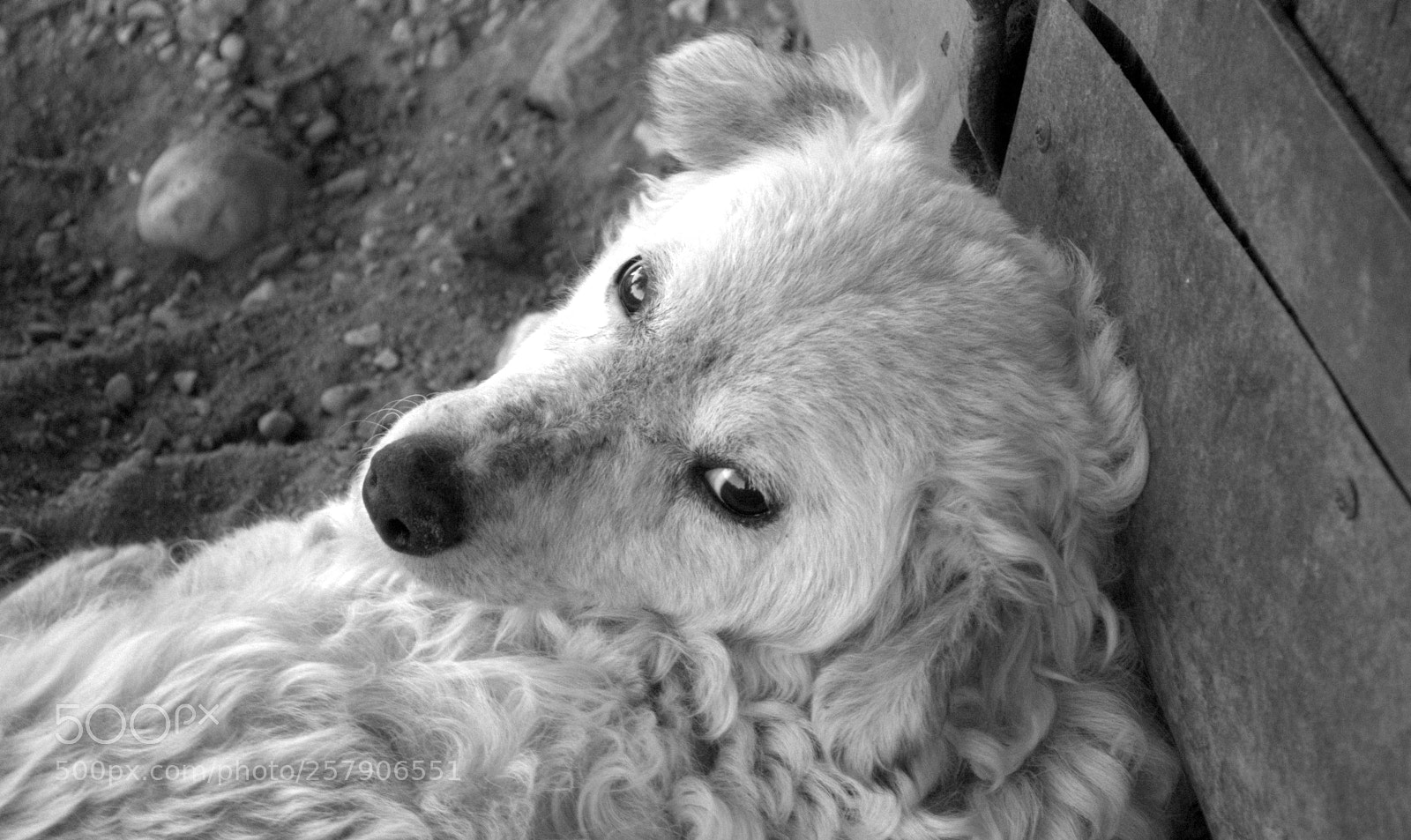 Nikon D3100 sample photo. White doggie photography