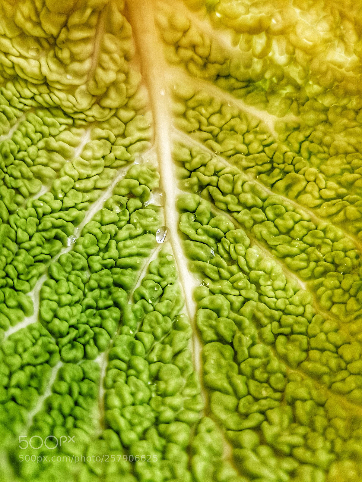 Samsung Galaxy S8+ sample photo. Catching raindrops photography