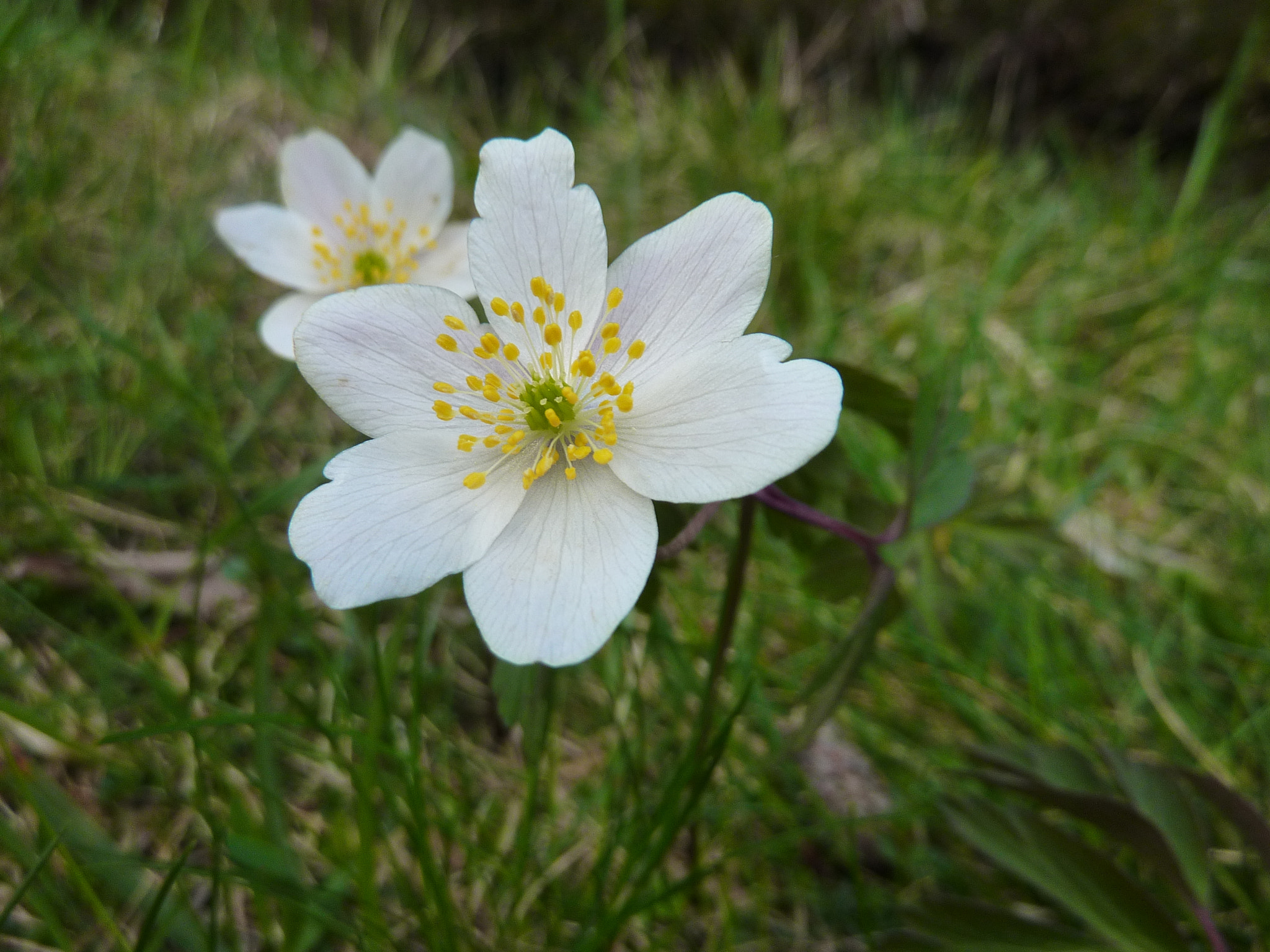 Panasonic Lumix DMC-ZS1 (Lumix DMC-TZ6) sample photo. Mountain flowers photography