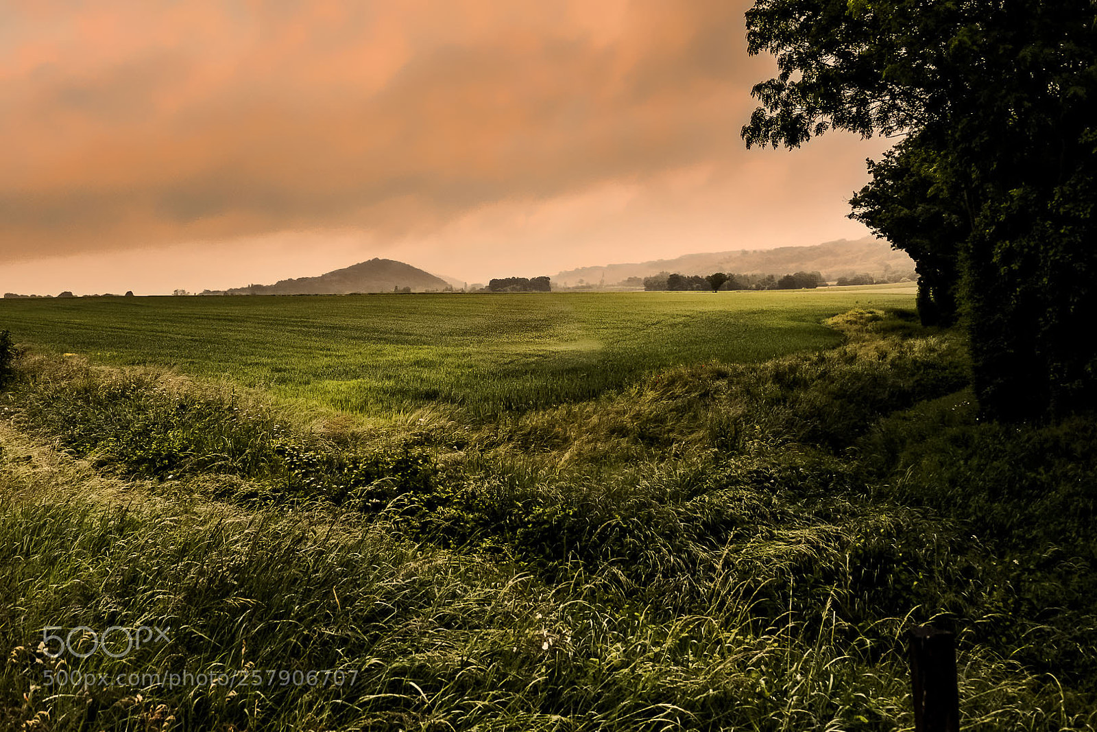 Nikon D610 sample photo. Green campaign photography