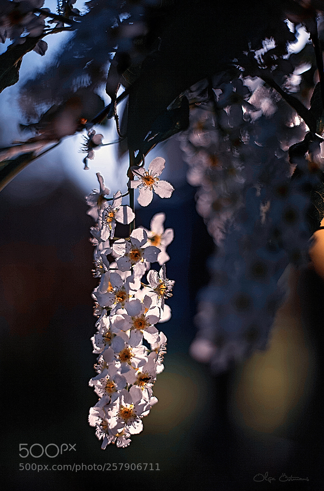 Canon EOS 5D Mark II sample photo. Evening sun photography
