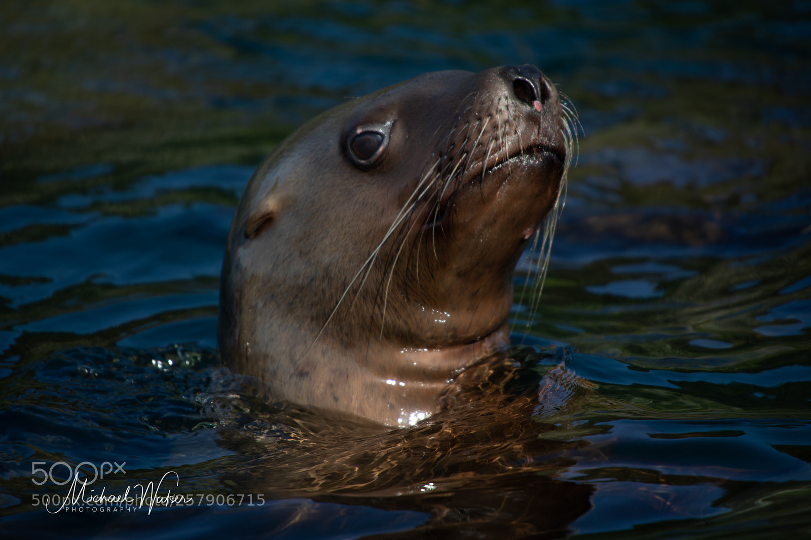 Canon EOS 5D Mark IV sample photo. Sea lion - vancouver photography