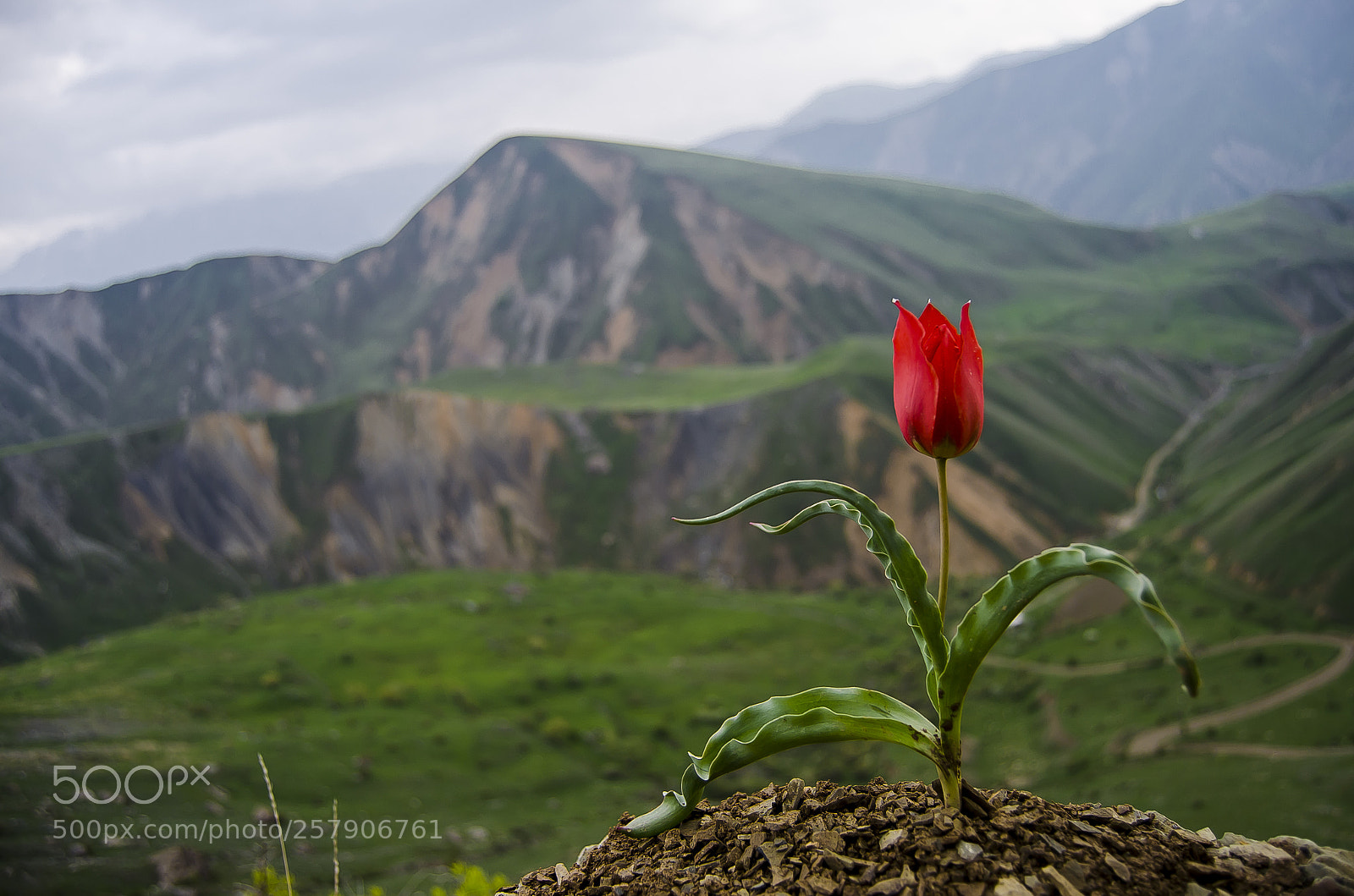 Nikon D5100 sample photo. Tulipa armena photography