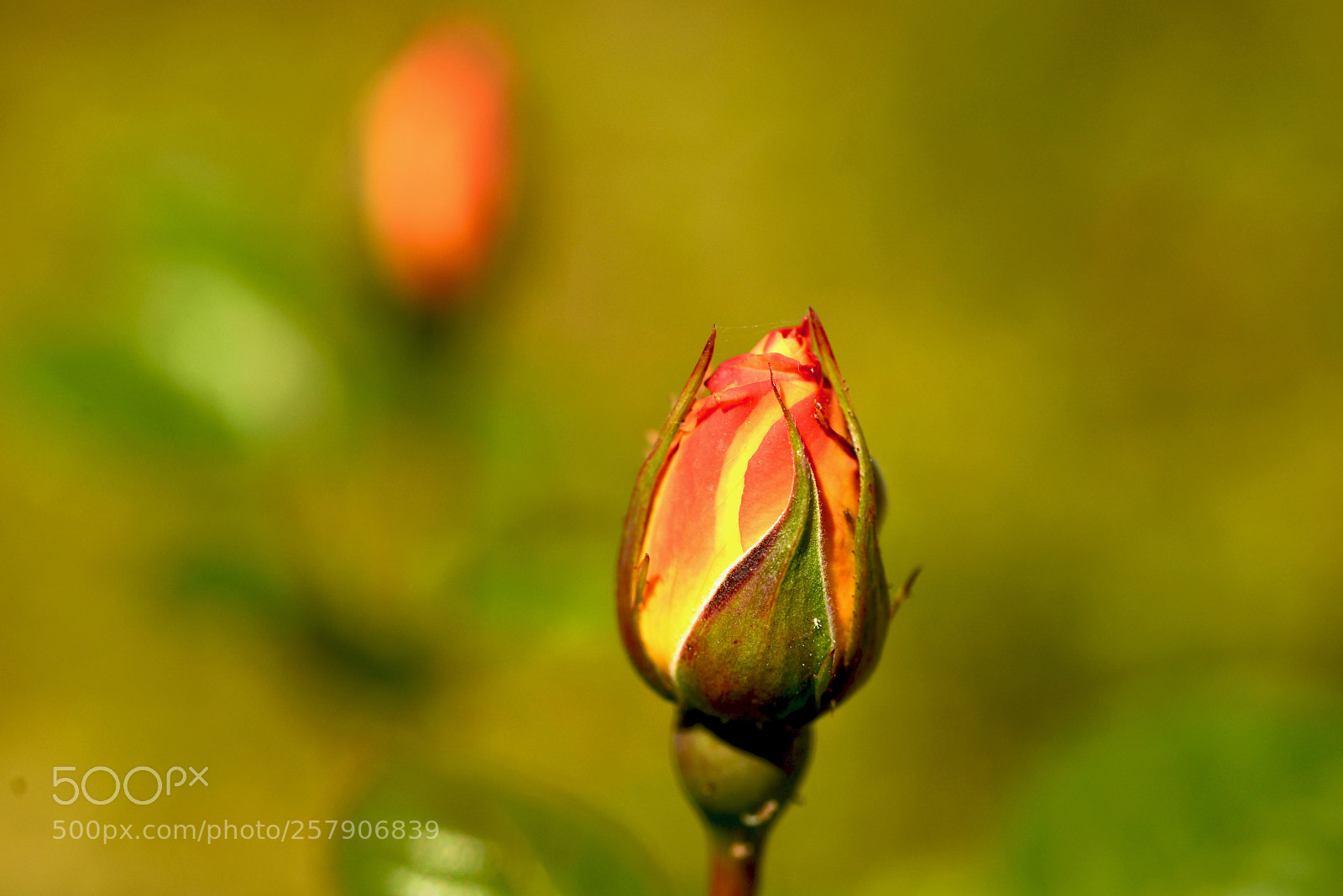Nikon D610 sample photo. Dcx_7054 photography