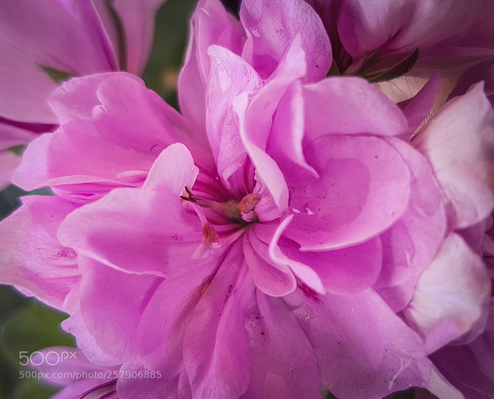 Samsung Galaxy S8 sample photo. Blooming boom pink photography