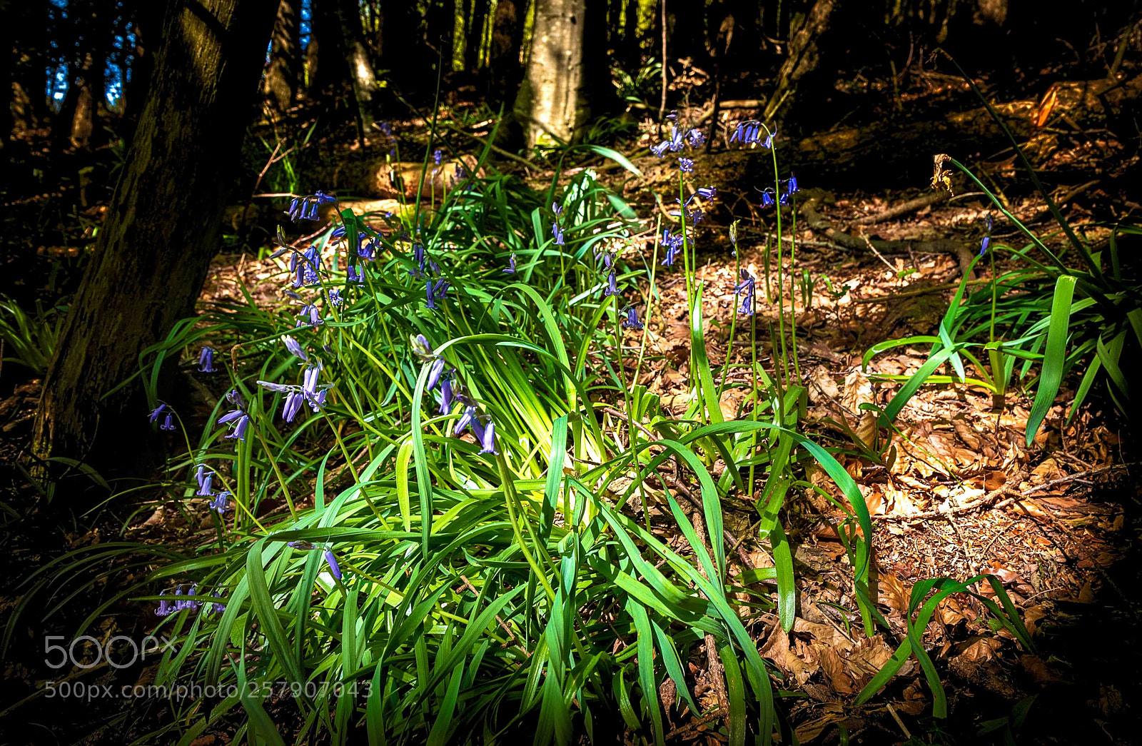 Canon EOS 5D Mark IV sample photo. Spotlight on bluebells photography