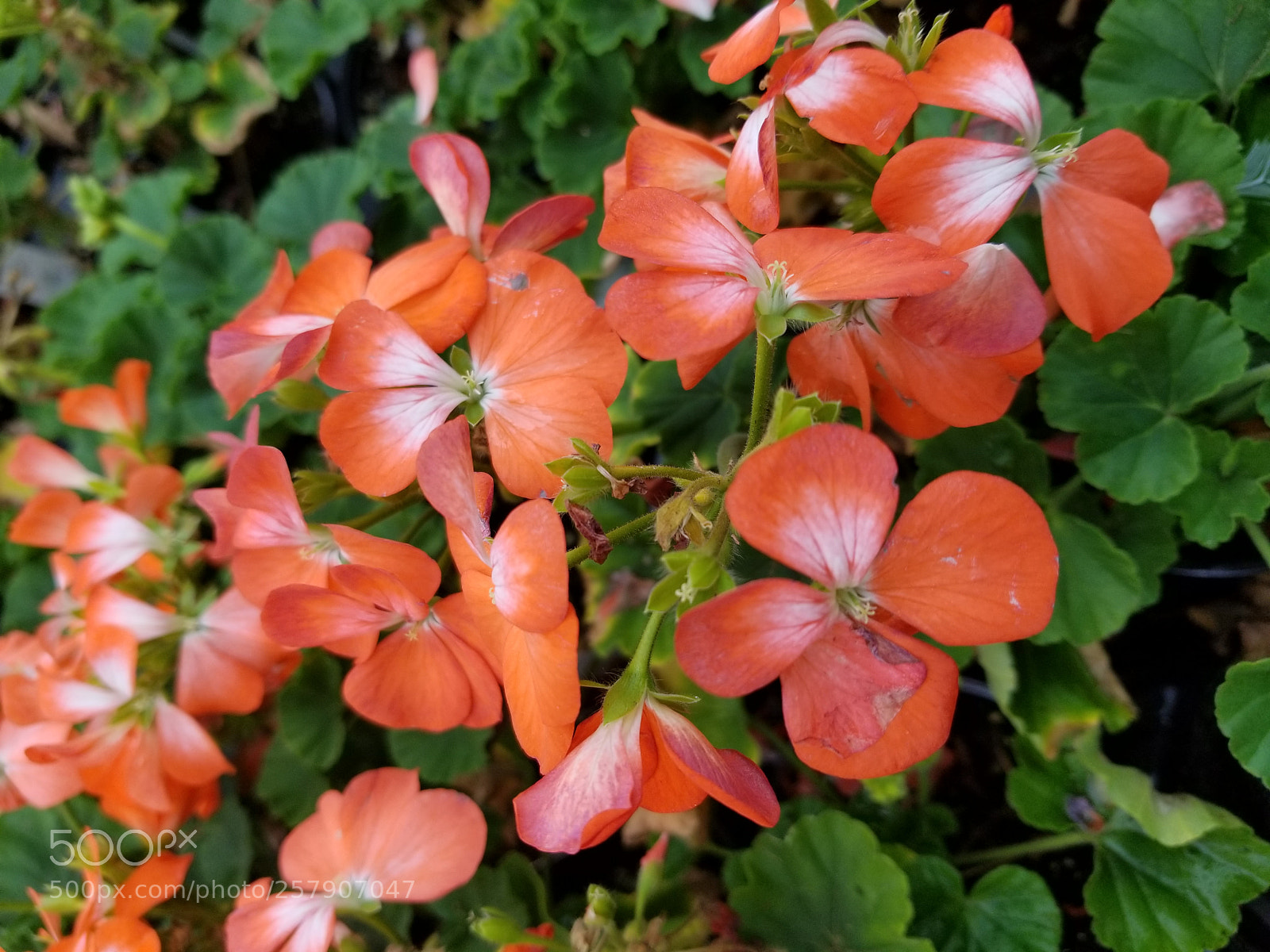 Samsung Galaxy S8+ sample photo. Untitled photography