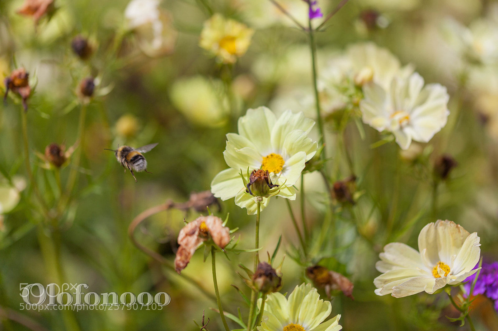 Canon EOS 5D Mark II sample photo. Bye bye bee photography