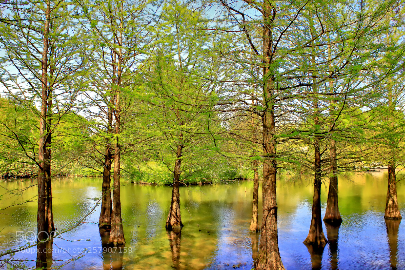 Canon EOS 6D Mark II sample photo. Trees and water photography