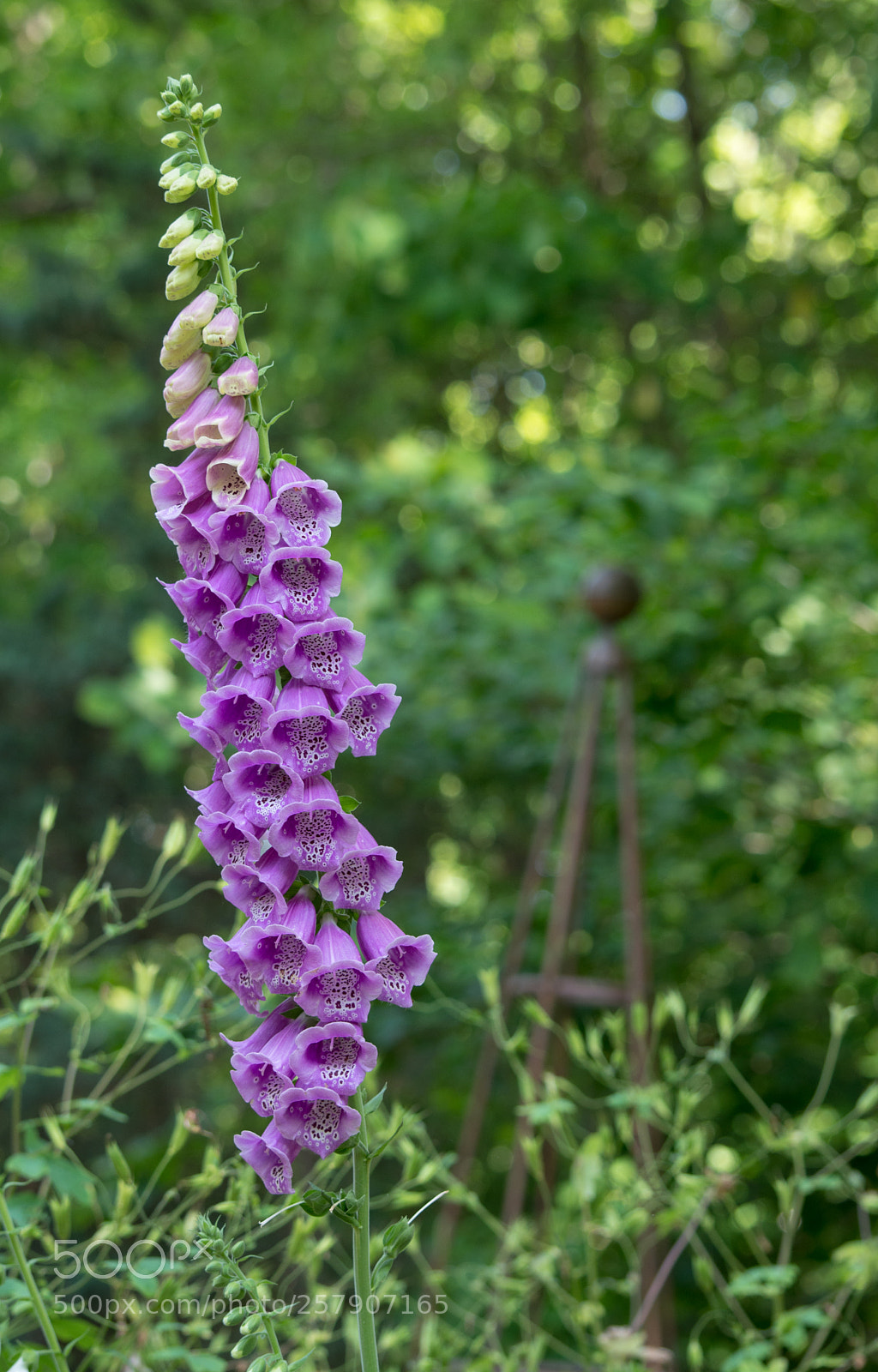 Nikon D7100 sample photo. Favorite flower photography