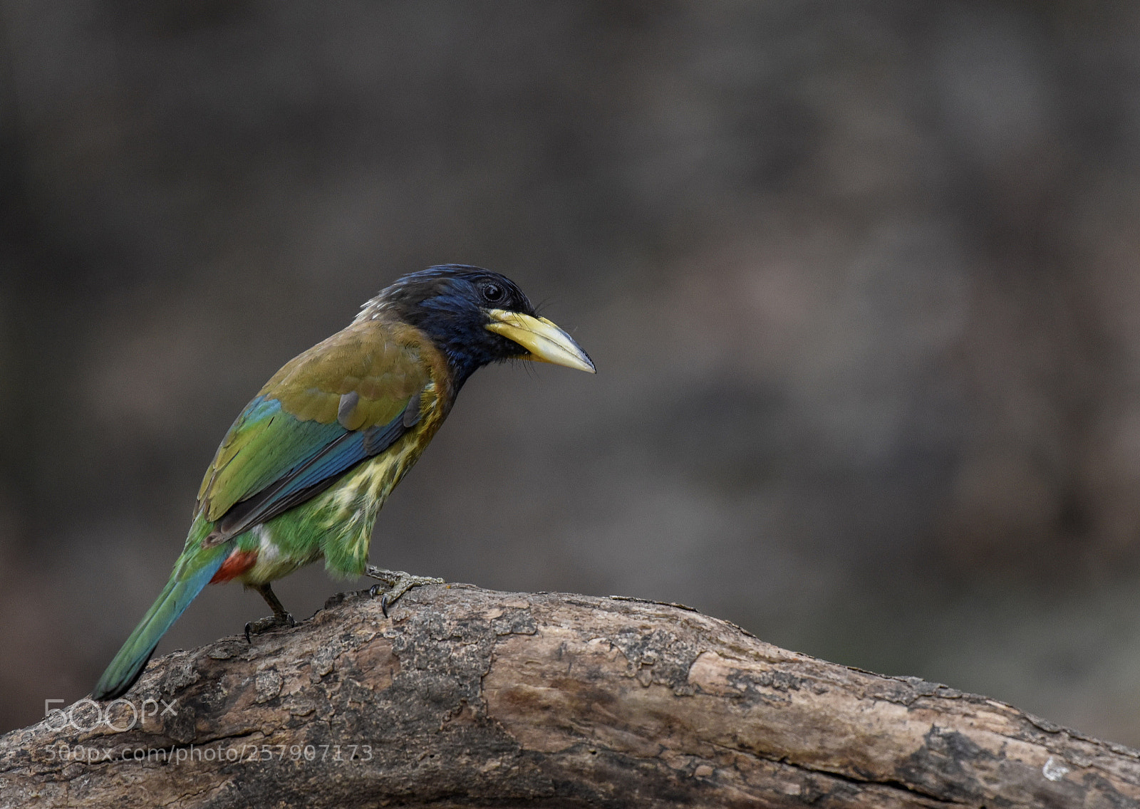 Nikon D750 sample photo. Great barbet  photography