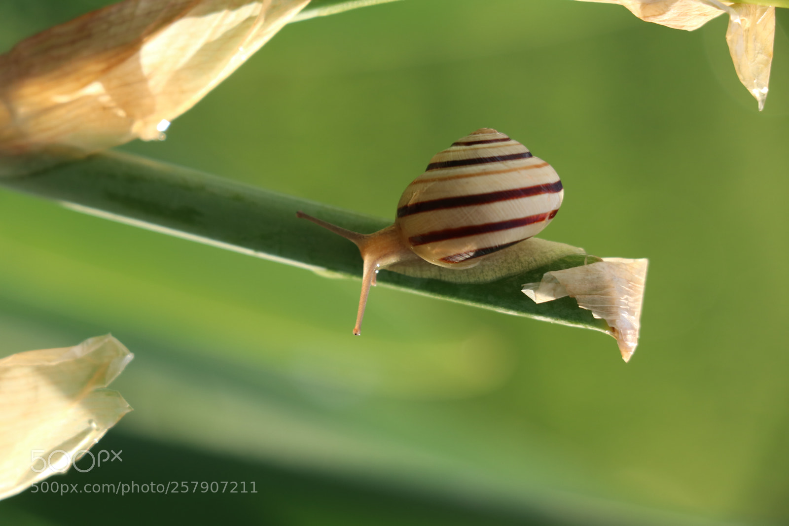 Canon EOS 80D sample photo. ...very small snail... photography