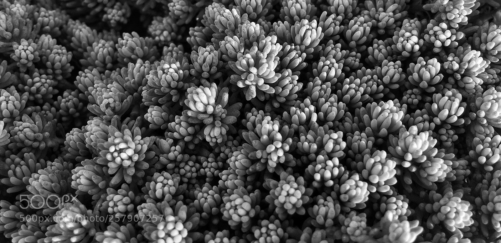 Apple iPhone 5s sample photo. Sedum morganianum  !!! photography