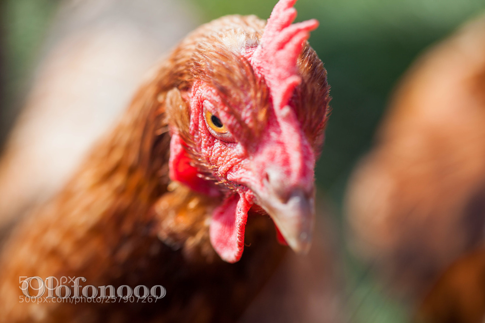 Canon EOS 5D Mark II sample photo. Scary chicken photography