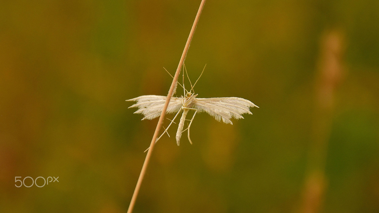 Nikon D5500 sample photo. My favorite moth photography