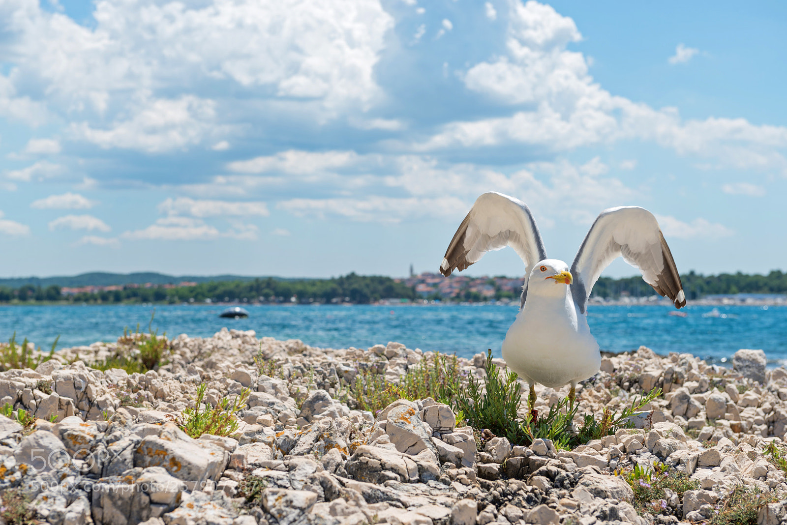 Nikon D610 sample photo. Seagull on the rocky photography