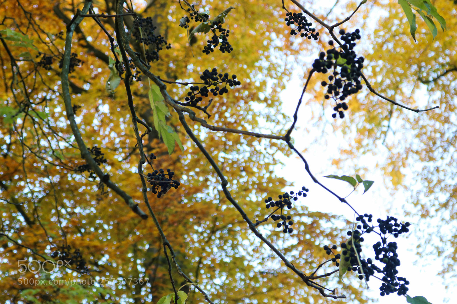 Canon EOS 750D (EOS Rebel T6i / EOS Kiss X8i) sample photo. Automn in belgium photography