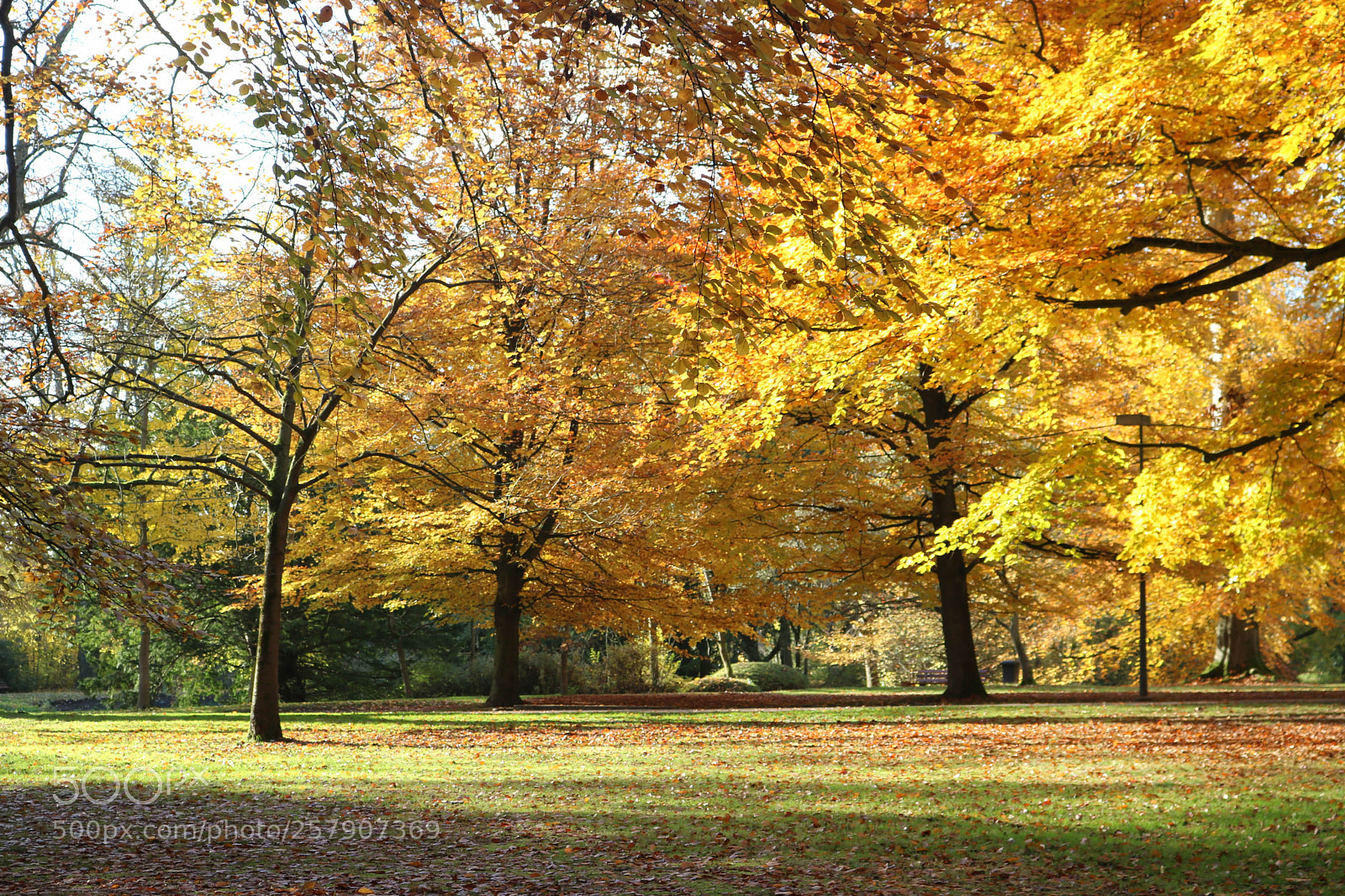 Canon EOS 750D (EOS Rebel T6i / EOS Kiss X8i) sample photo. Automn in belgium photography
