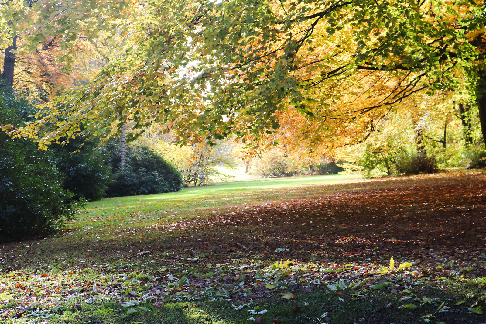 Canon EOS 750D (EOS Rebel T6i / EOS Kiss X8i) sample photo. Automn in belgium photography