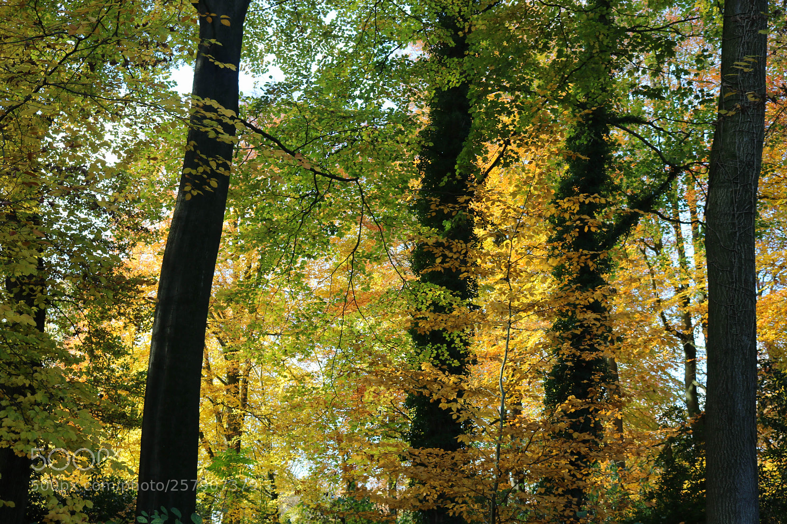 Canon EOS 750D (EOS Rebel T6i / EOS Kiss X8i) sample photo. Automn in belgium photography