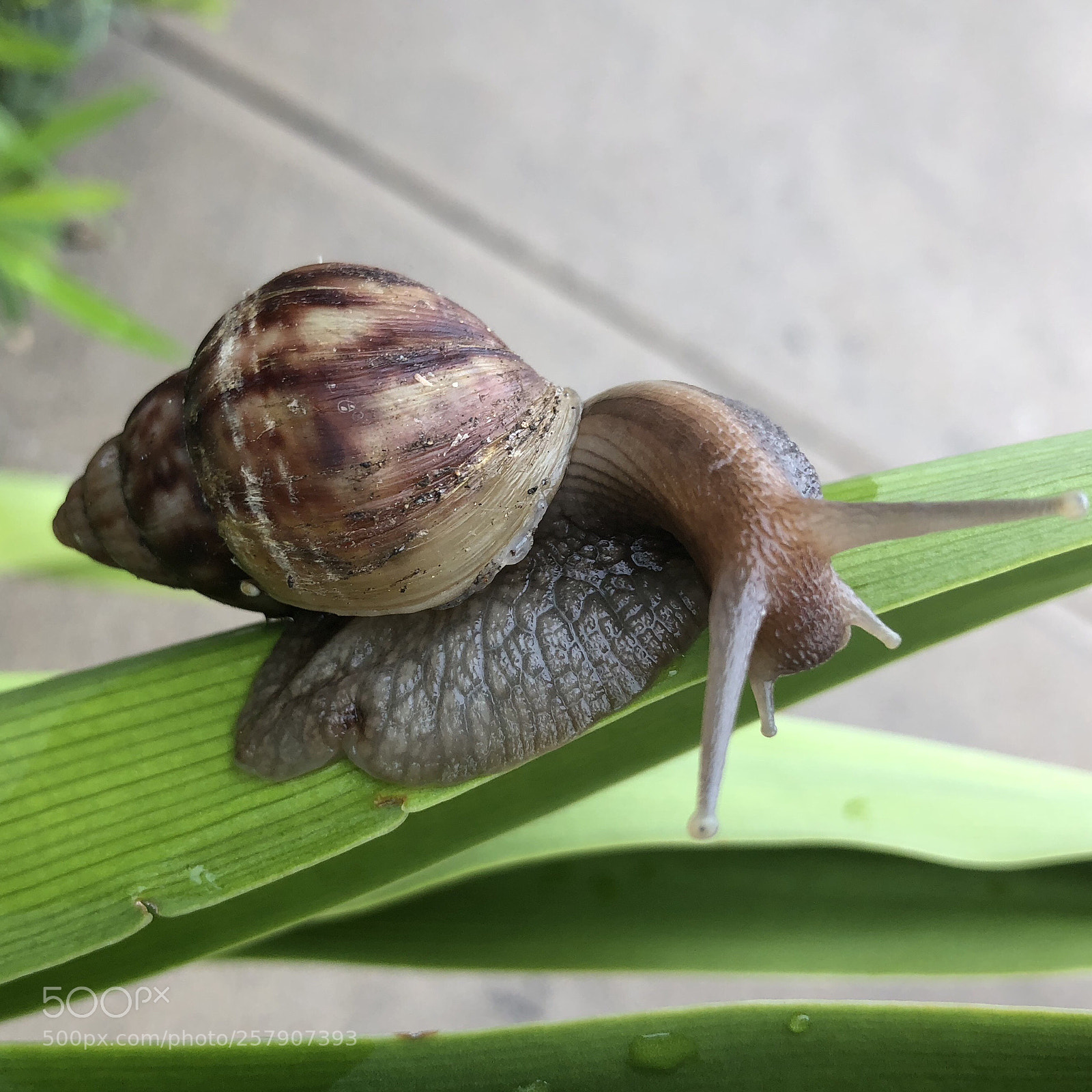 Apple iPhone 8 Plus sample photo. Leaf turtle in maui photography