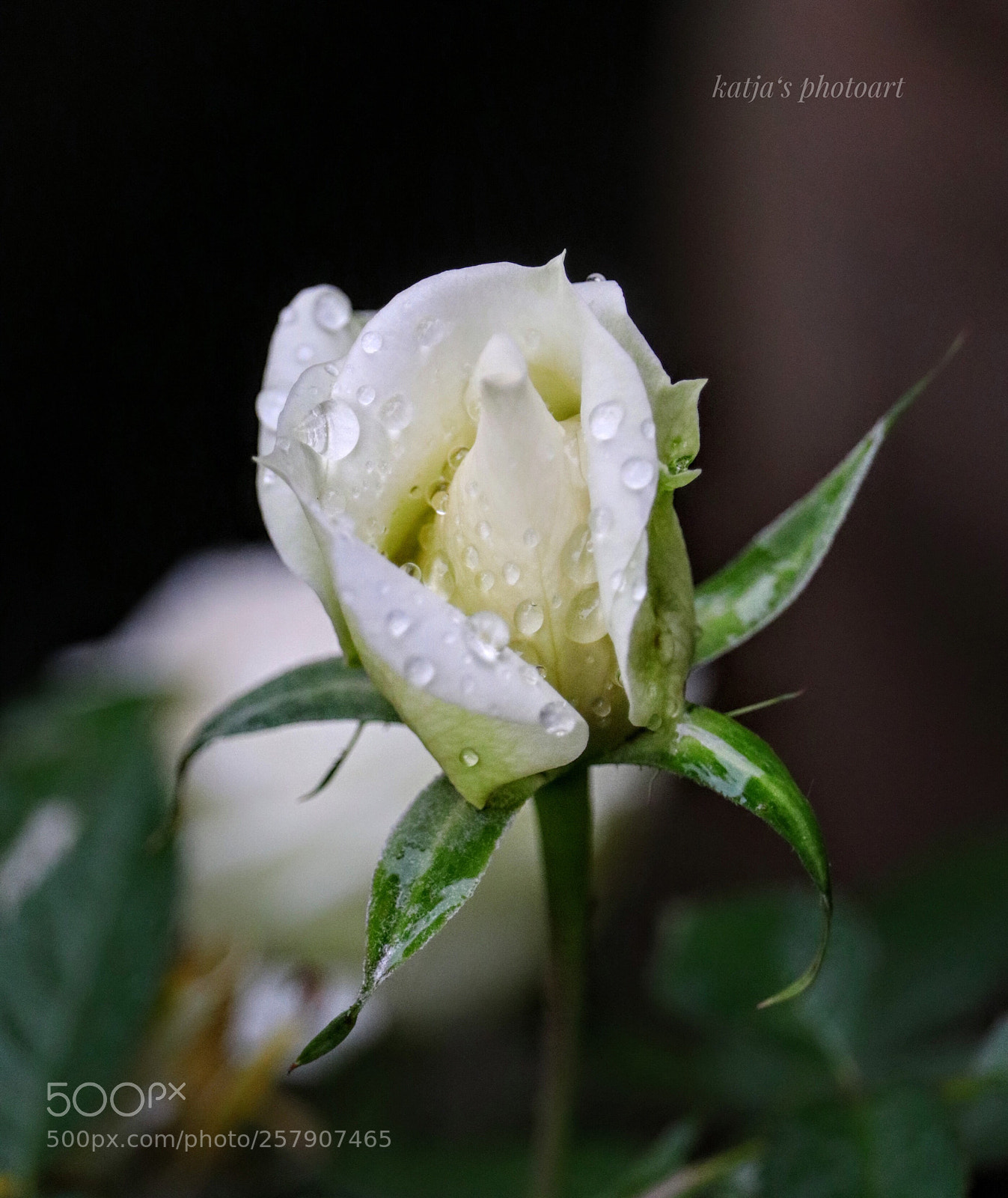 Canon EOS 80D sample photo. White rose photography