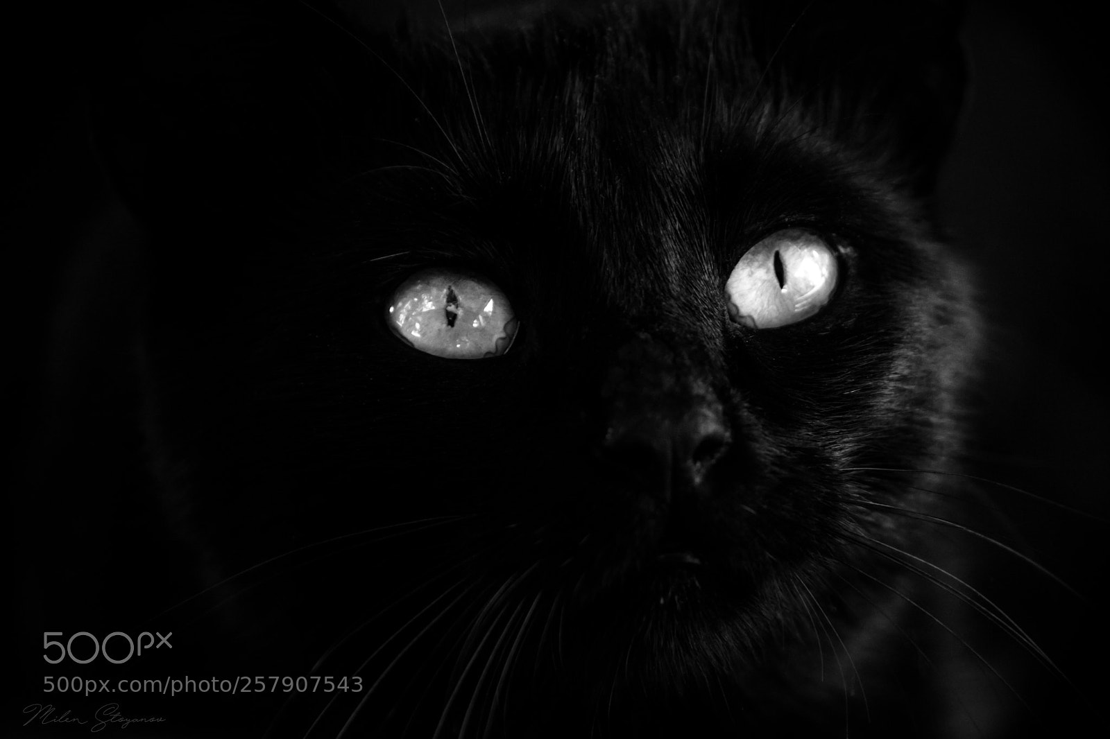 Sony SLT-A68 sample photo. Black cat photography