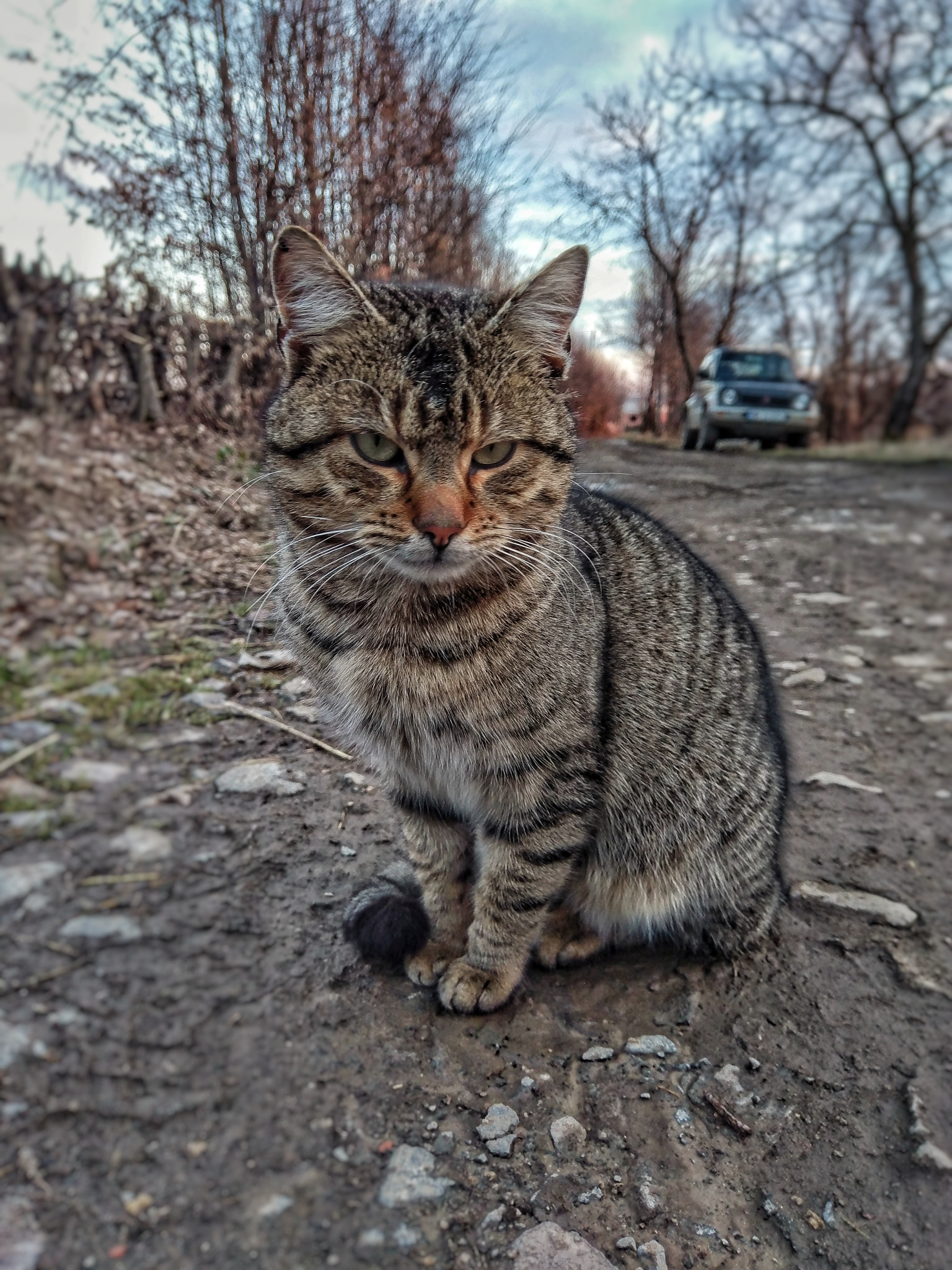 HTC U ULTRA sample photo. Angry cat photography