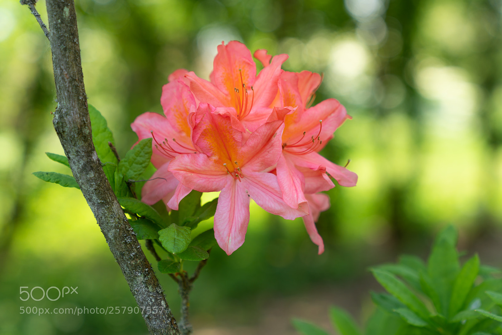 Sony a7R II sample photo. Rhododendron photography