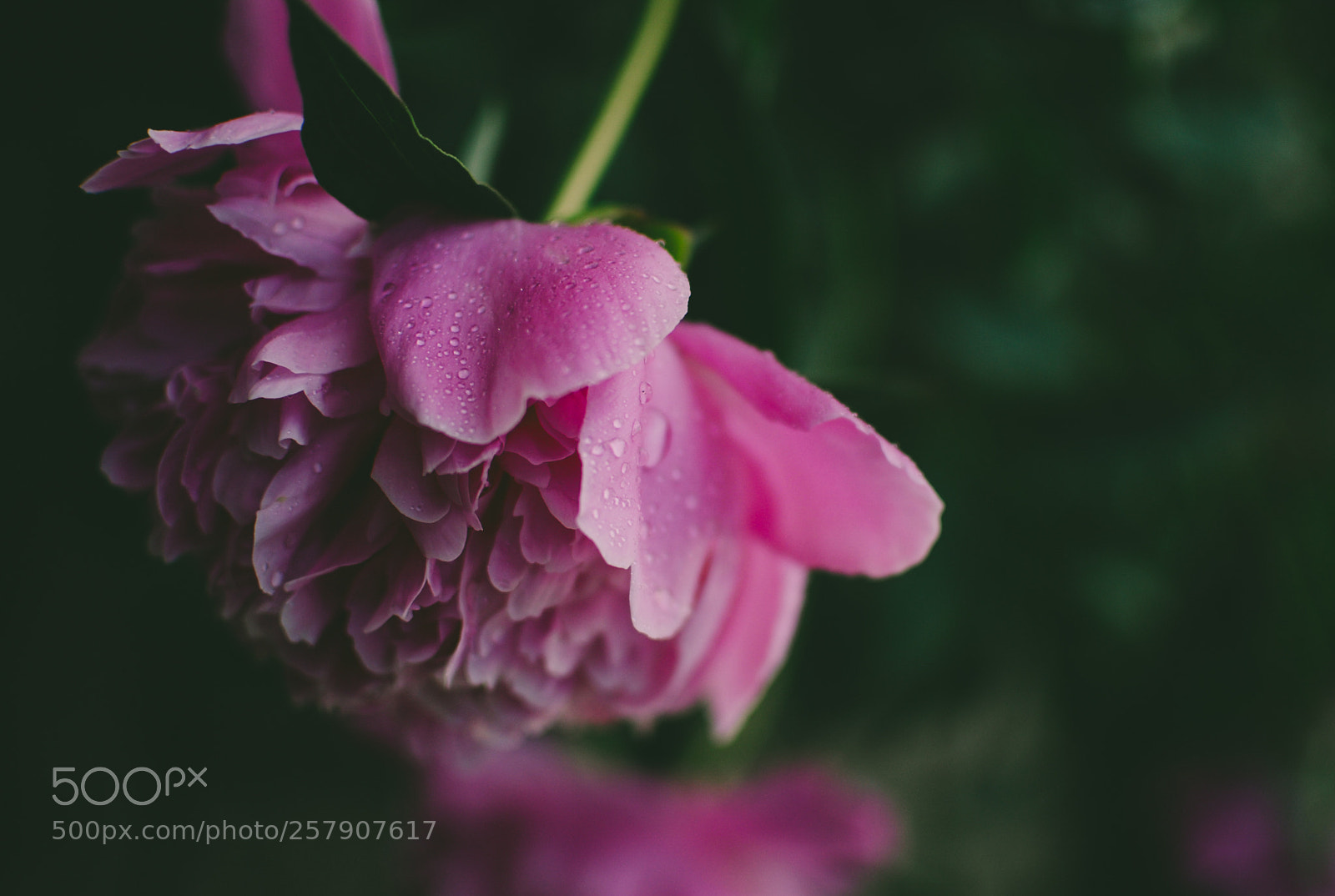 Nikon D200 sample photo. Peony photography