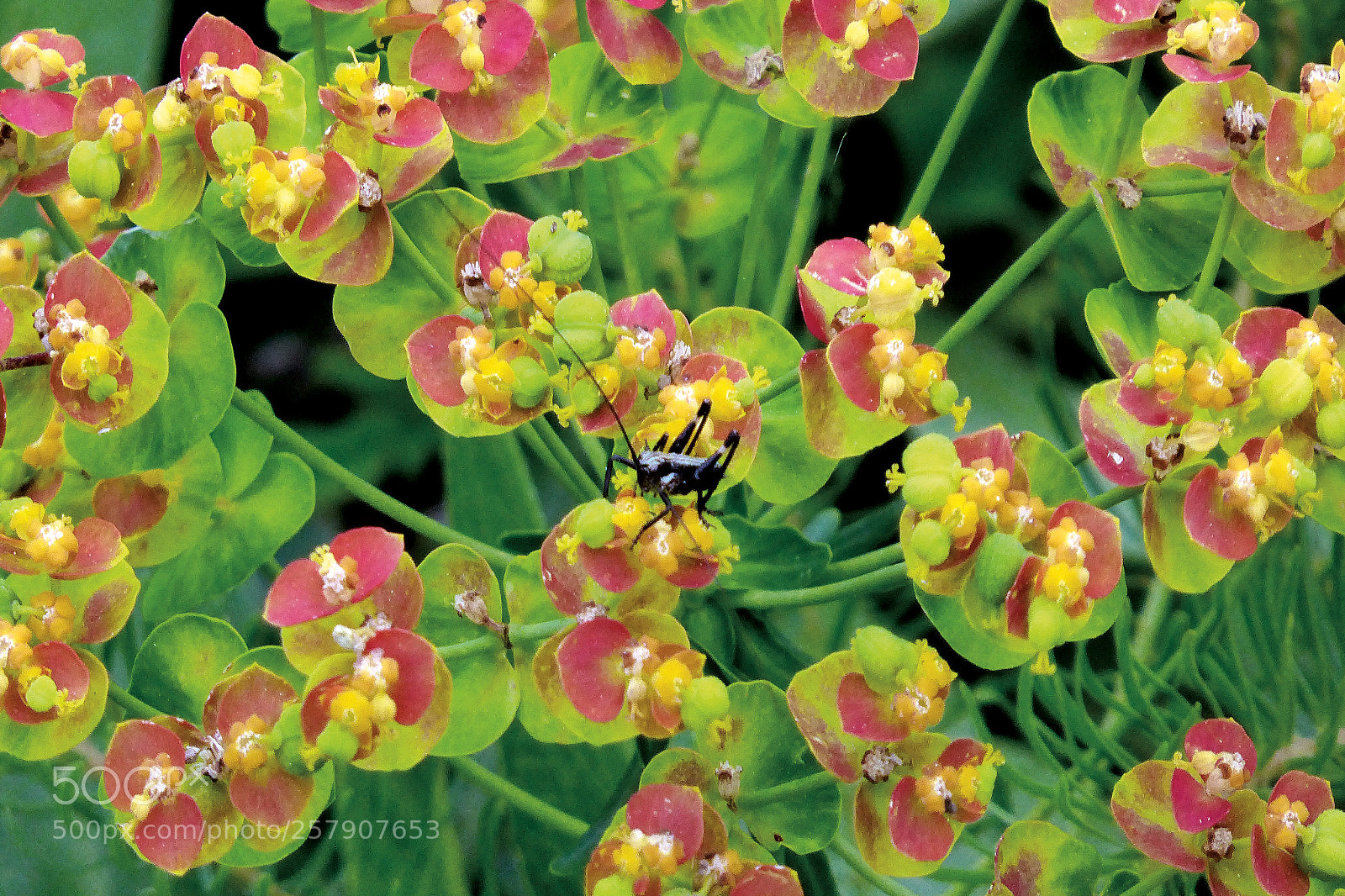 Panasonic Lumix DMC-ZS30 (Lumix DMC-TZ40) sample photo. Grillon sur orchid es photography