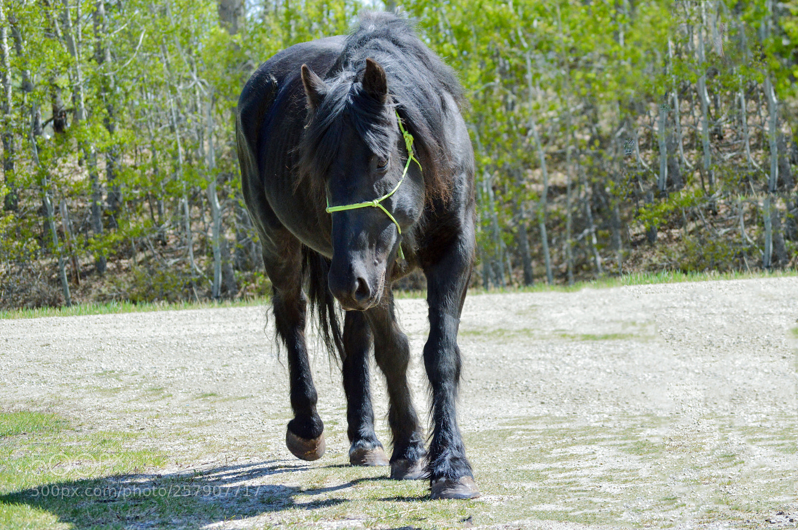 Nikon D3200 sample photo. Walk photography