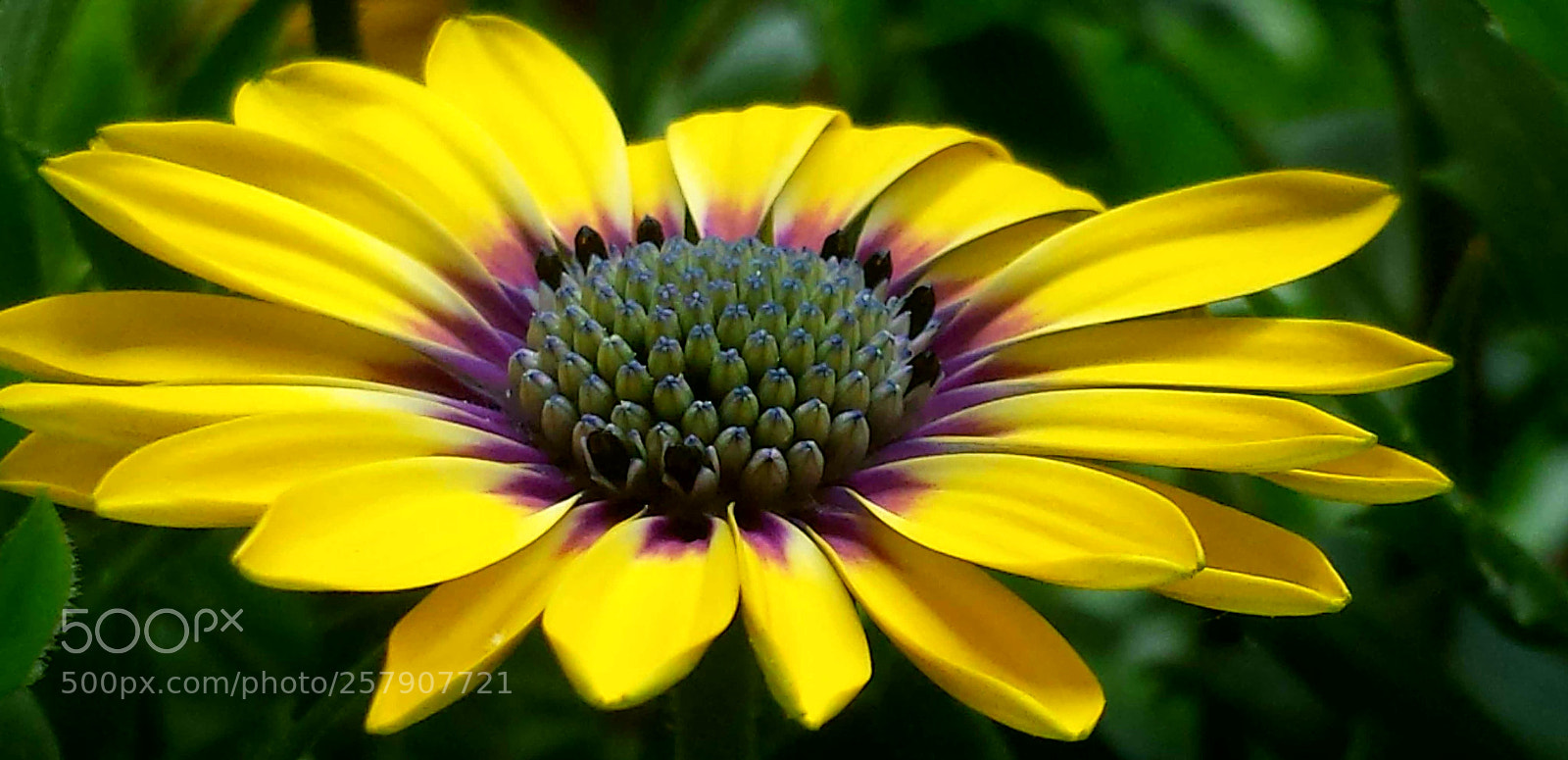 Samsung Galaxy S4 sample photo. Yellow flower power!! photography