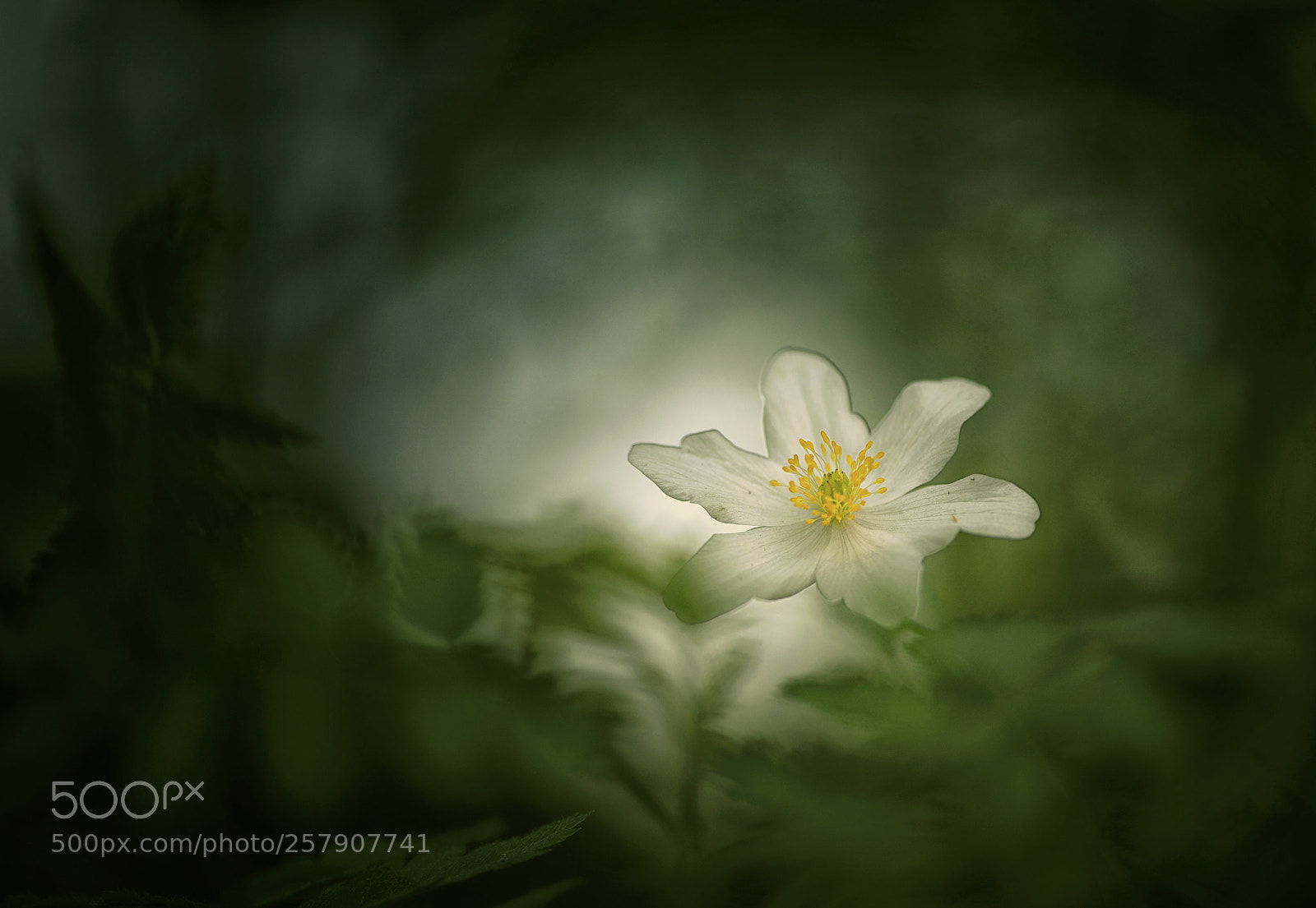 Nikon D810 sample photo. Art made with a photography
