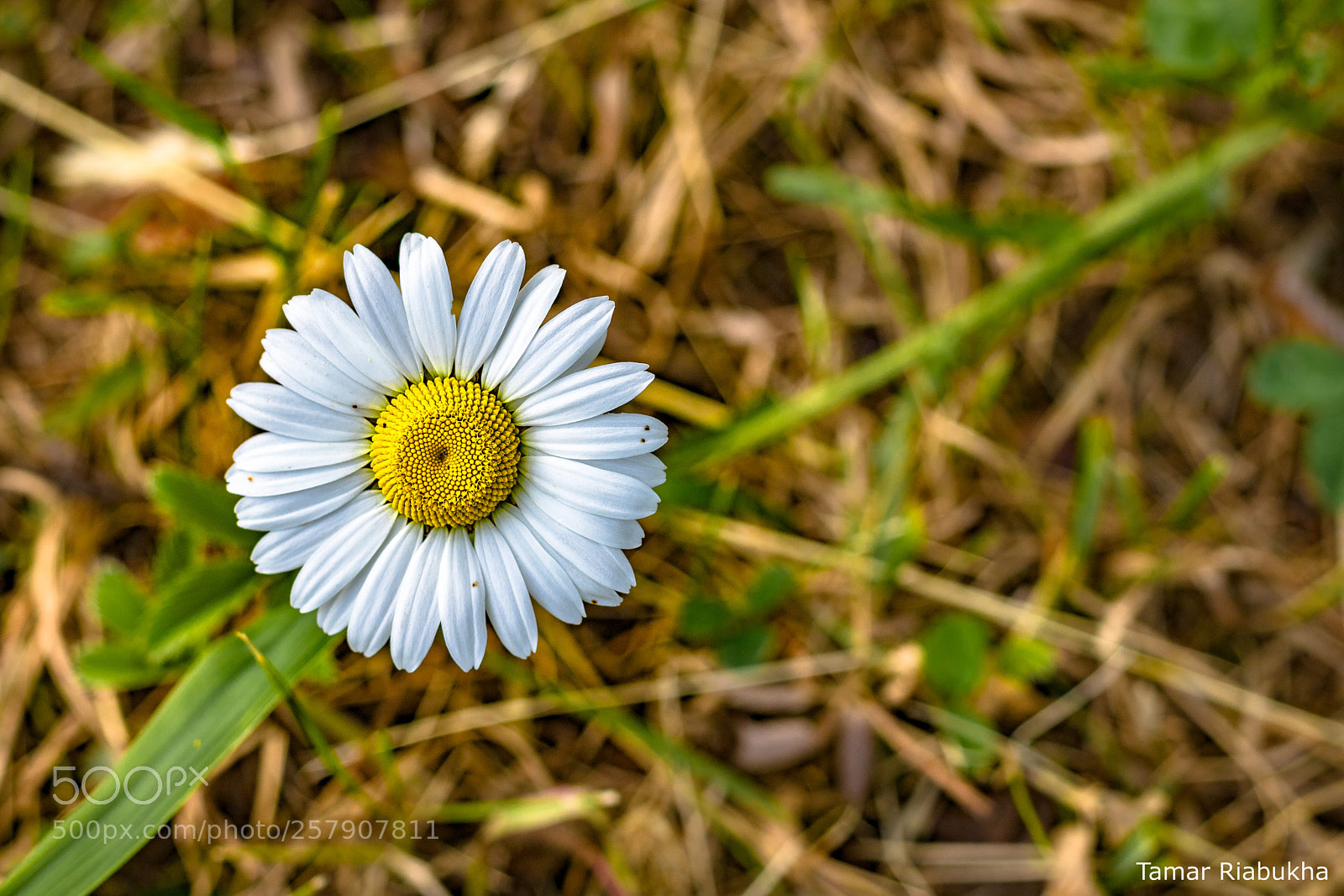 Canon EOS 750D (EOS Rebel T6i / EOS Kiss X8i) sample photo. Daisy photography