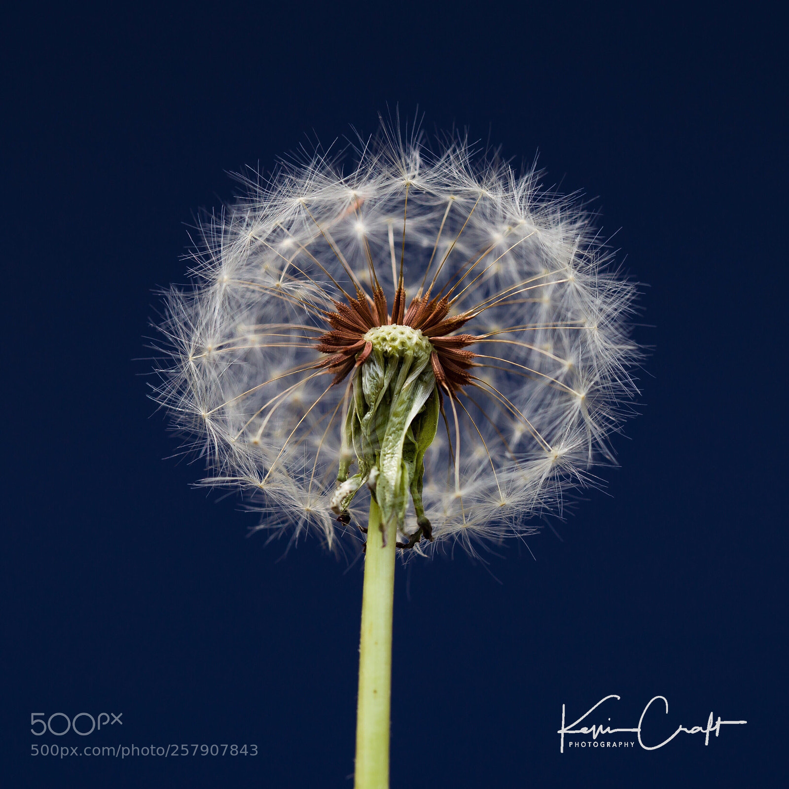 Canon EOS 6D sample photo. Dandelion detail photography