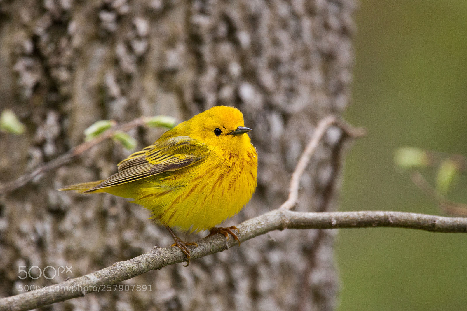 Canon EOS 5D Mark II sample photo. Yellow photography