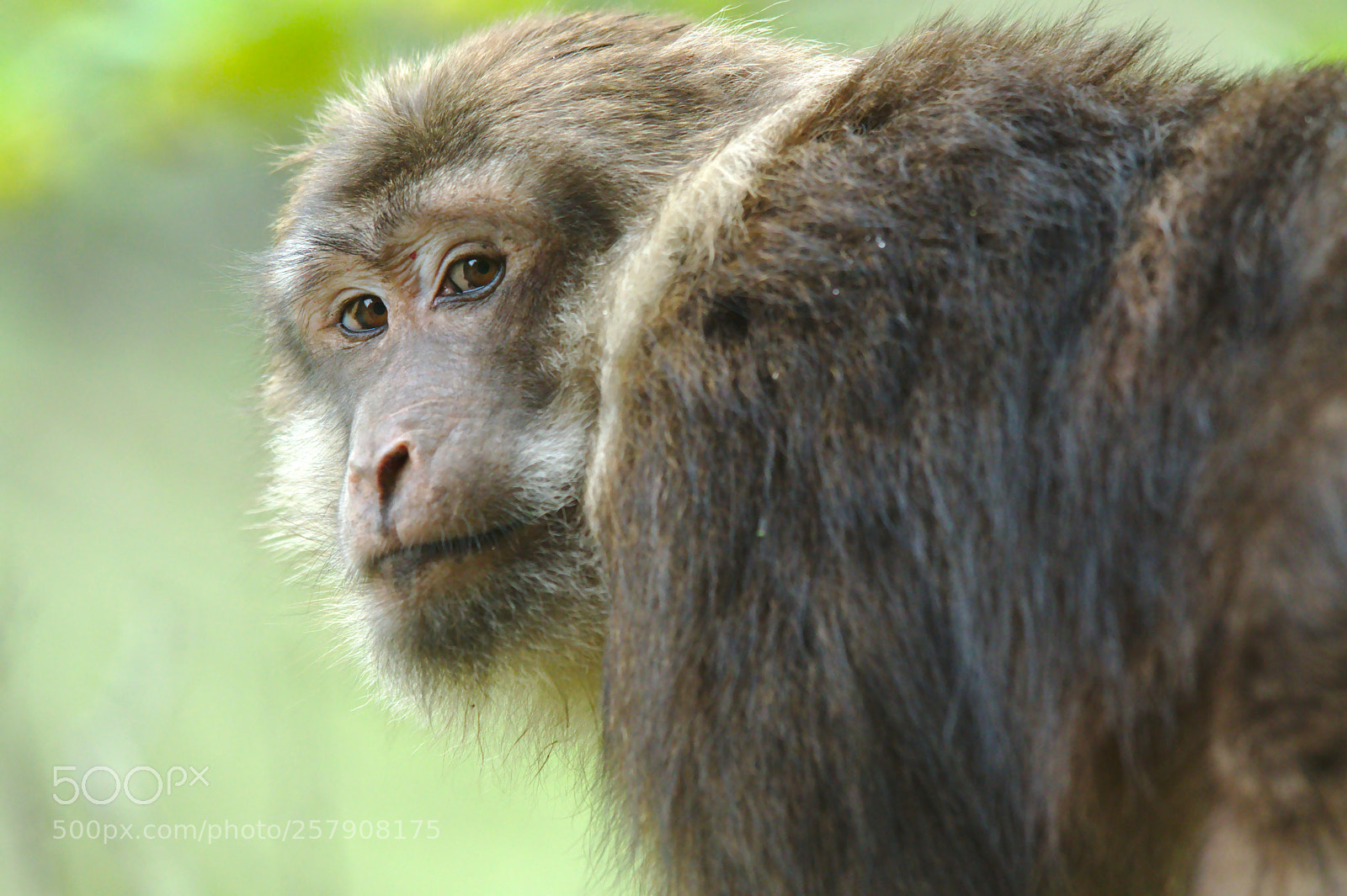 Nikon D500 sample photo. Tibetan macaque portrait photography