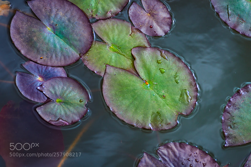 Nikon D7200 sample photo. Lily pads photography