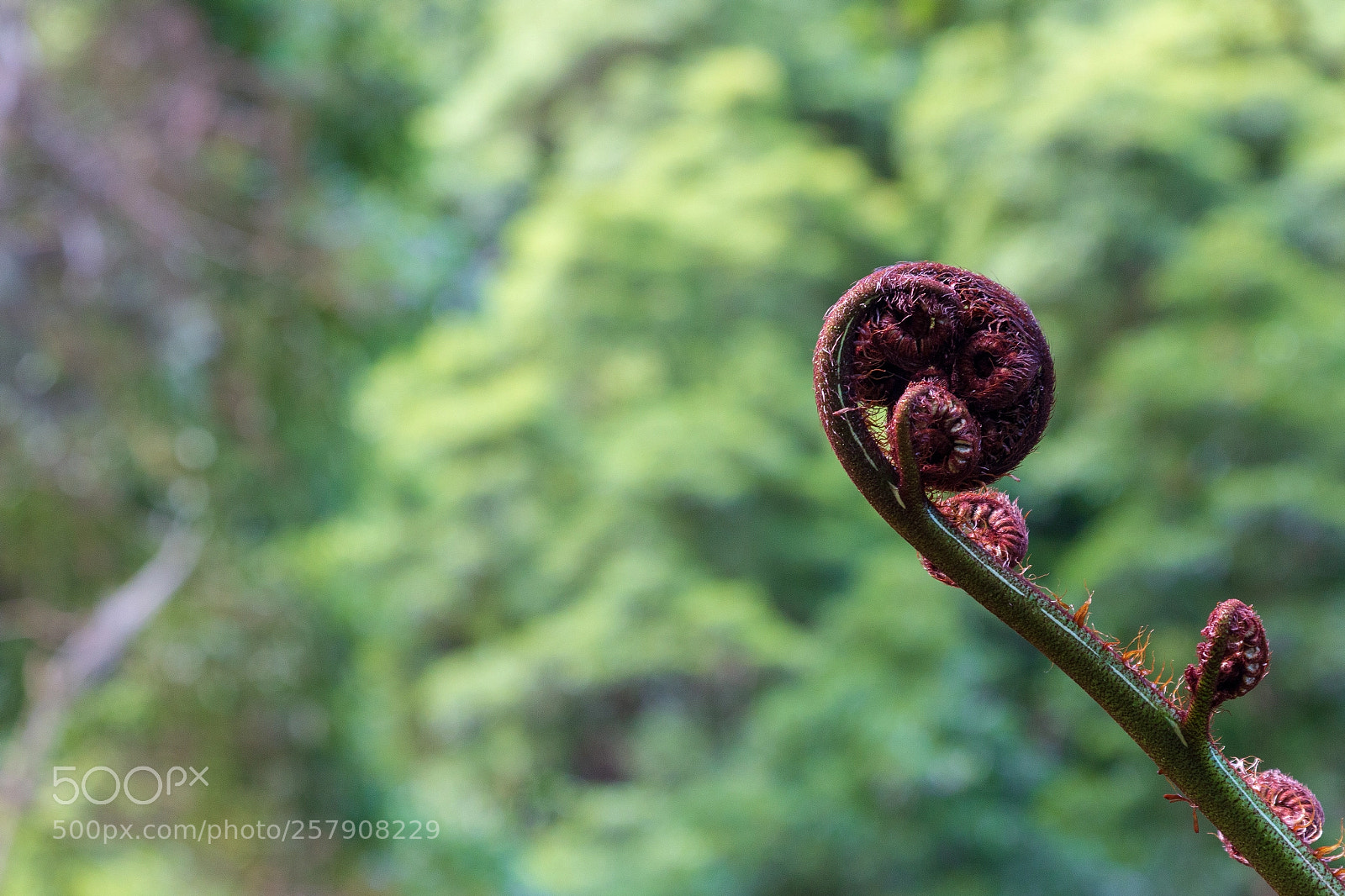 Canon EOS 70D sample photo. Feto açores photography
