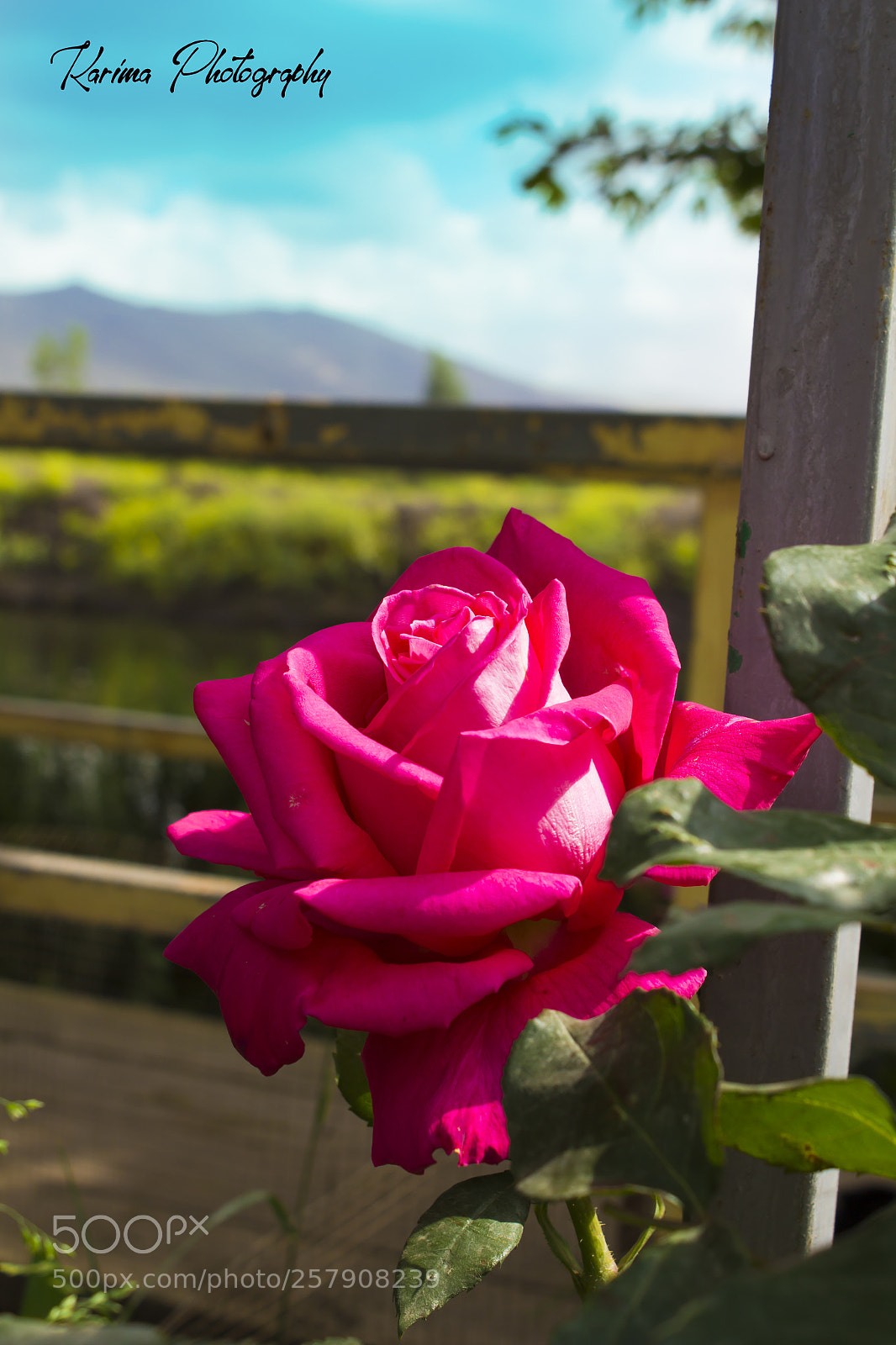 Canon EOS 700D (EOS Rebel T5i / EOS Kiss X7i) sample photo. Rose photography