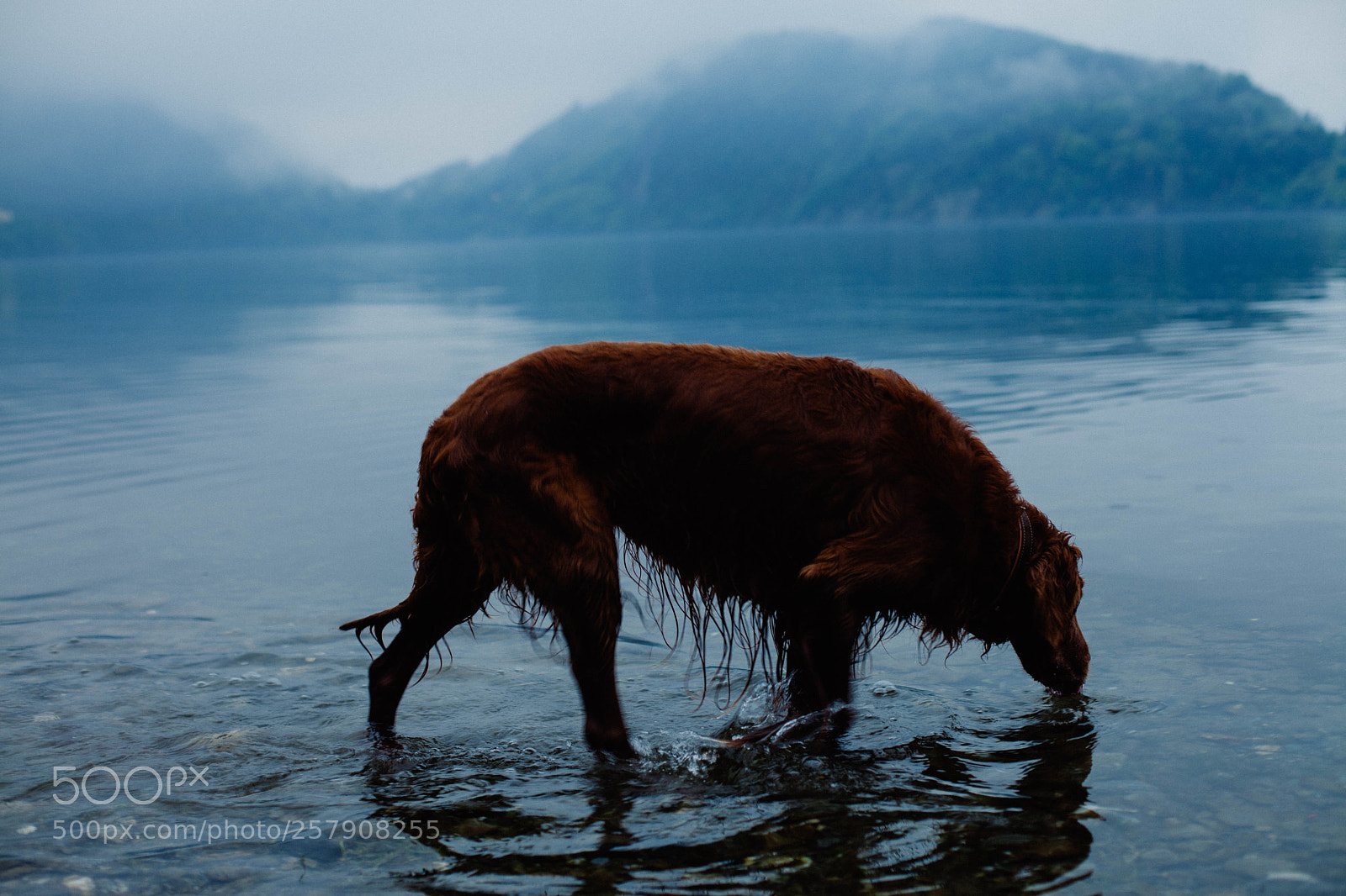 Canon EOS 5D Mark II sample photo. Dog photography
