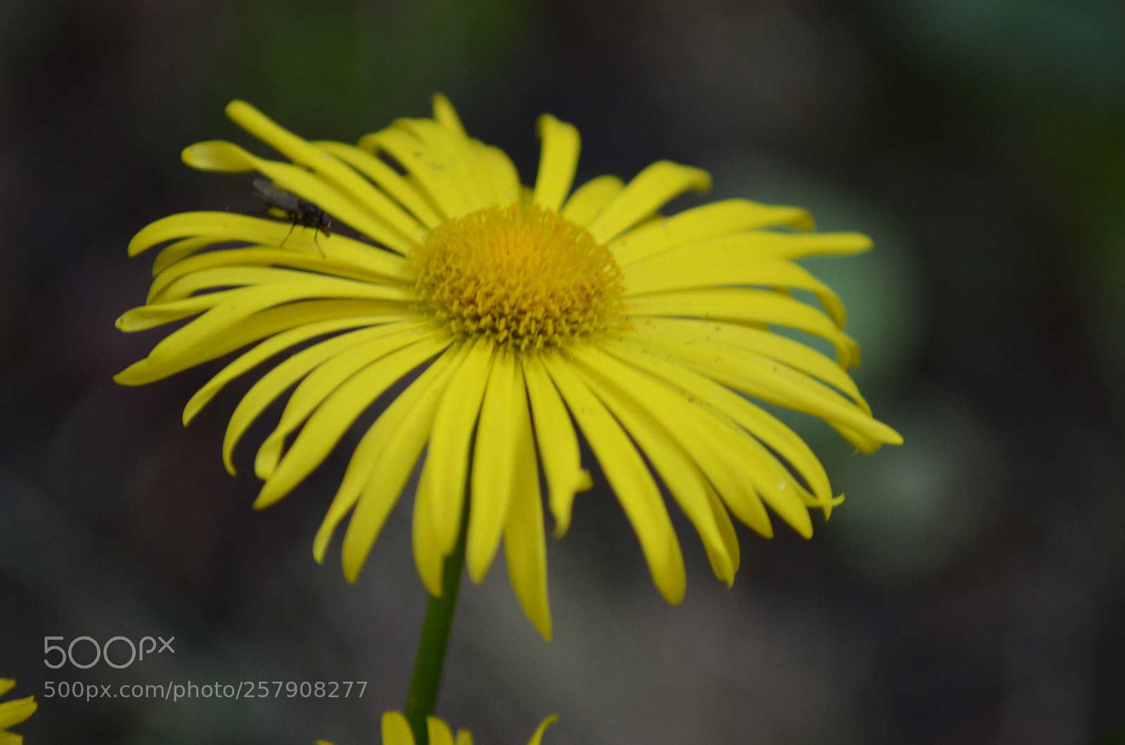 Nikon D5100 sample photo. Gul blomma  photography