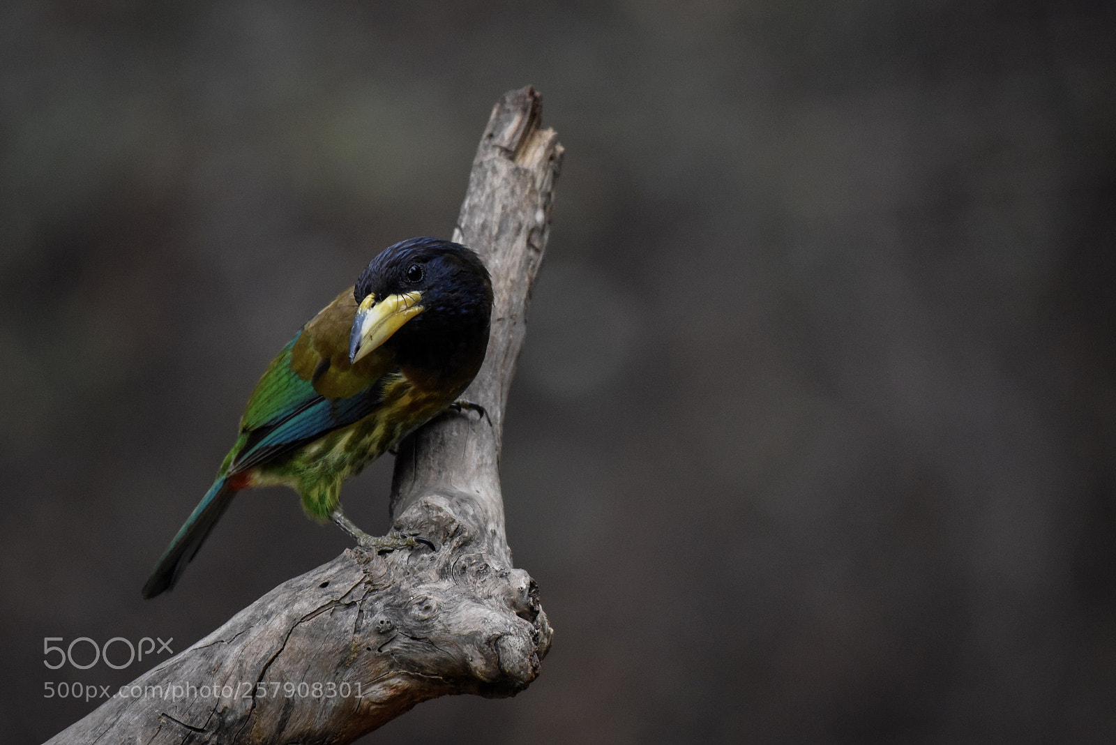 Nikon D750 sample photo. Great barbet photography