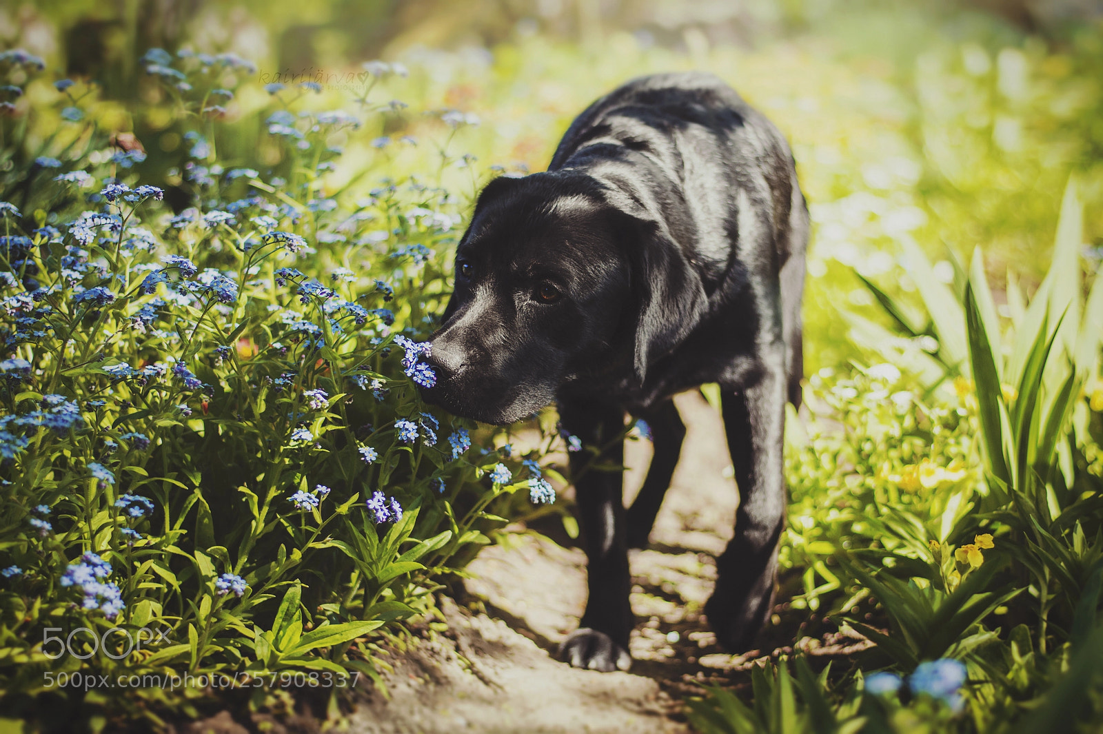 Nikon D7200 sample photo. Smell of spring. photography