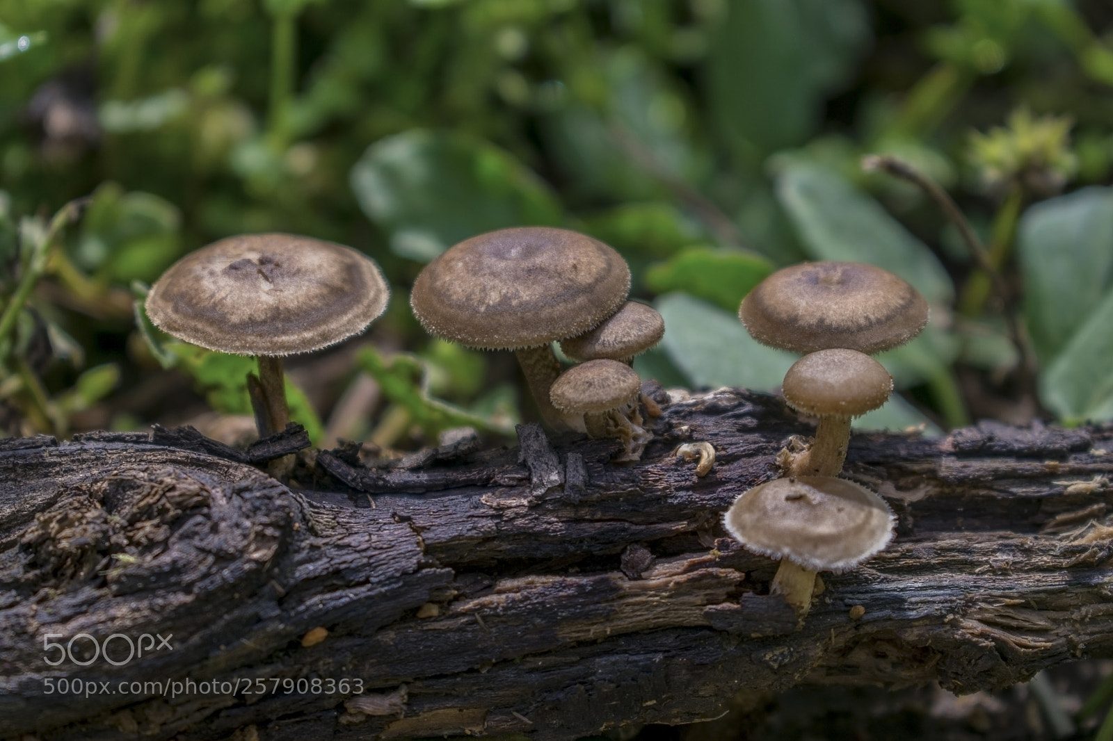 Nikon D3300 sample photo. Mushrooms photography